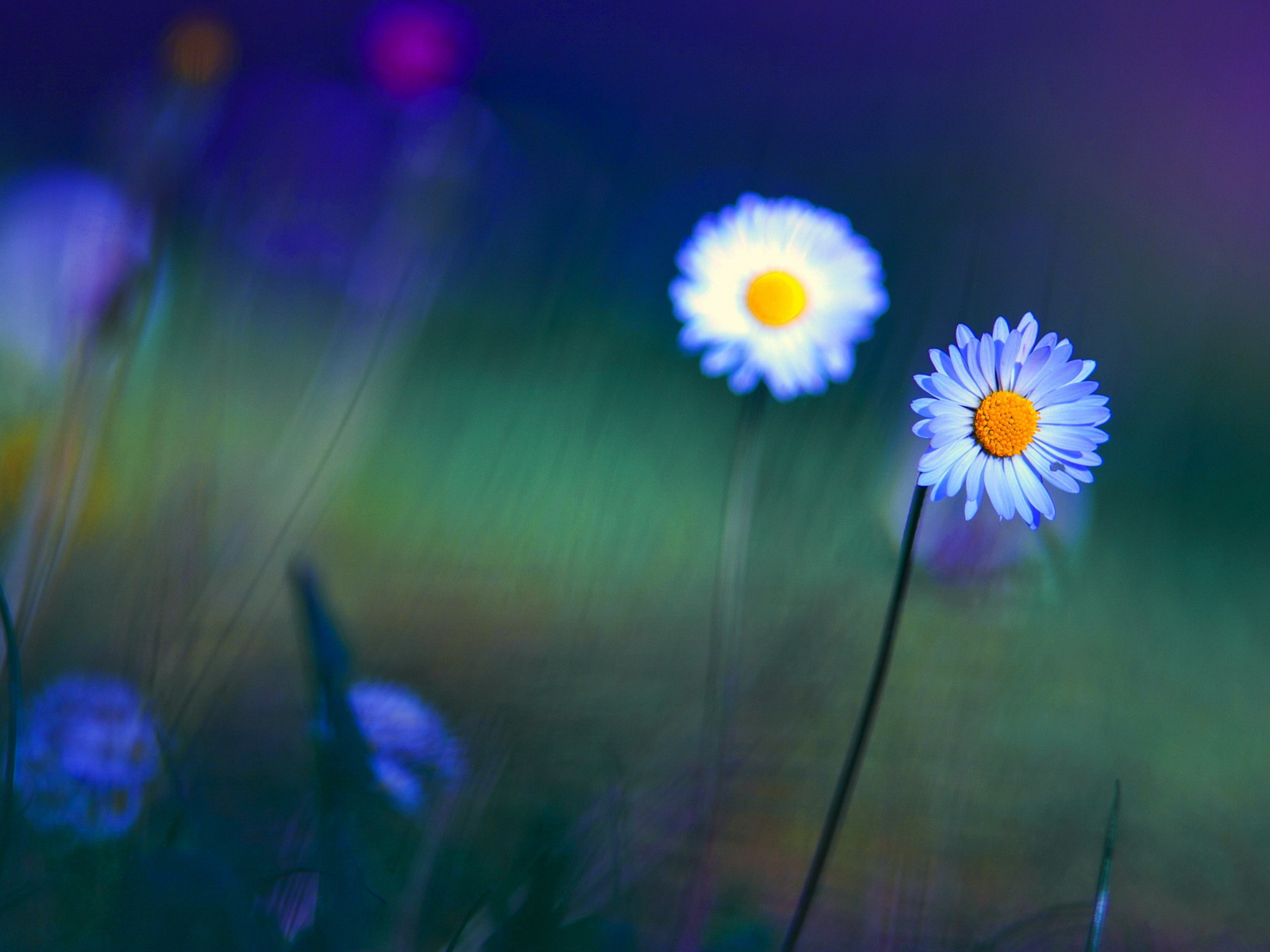 Яркие цветы маргаритки на поляне