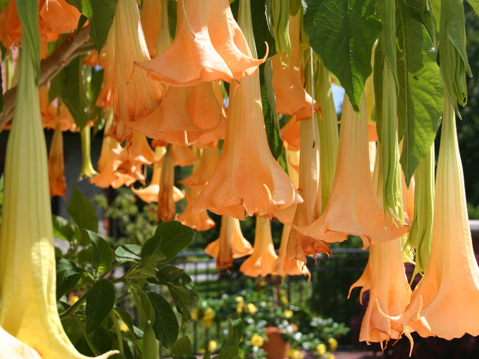 Красивый цветок бругмансия в саду