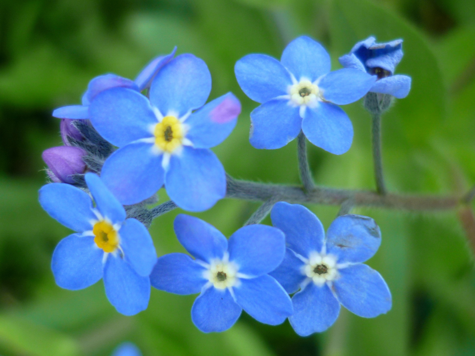 Красивые цветы бруннера в саду