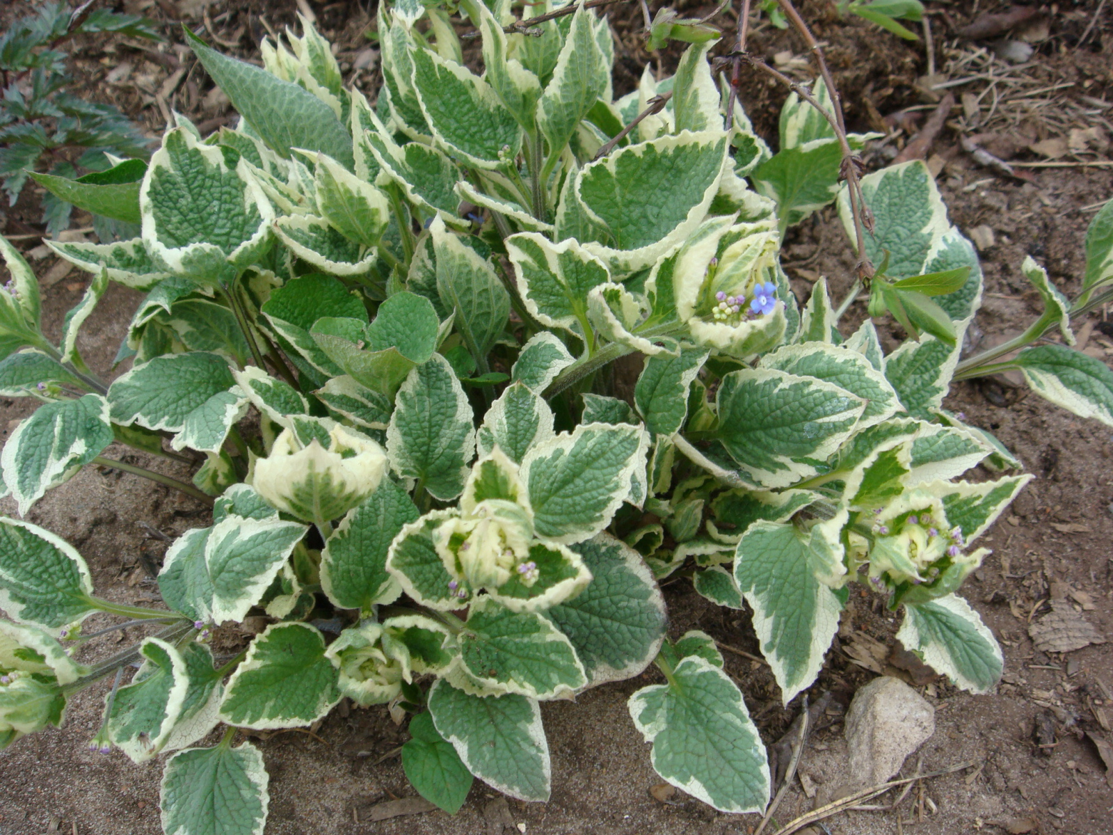 Многолетнее растение бруннера в парке