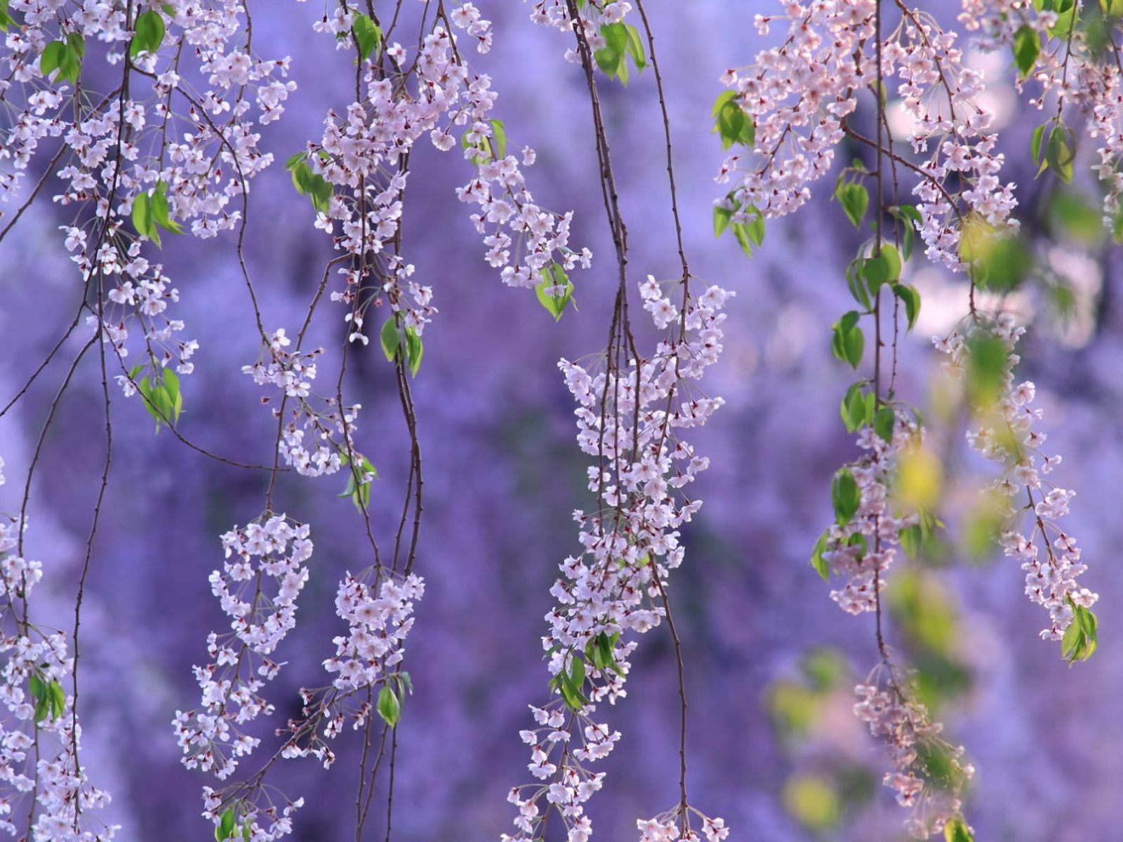 Гроздья из цветов