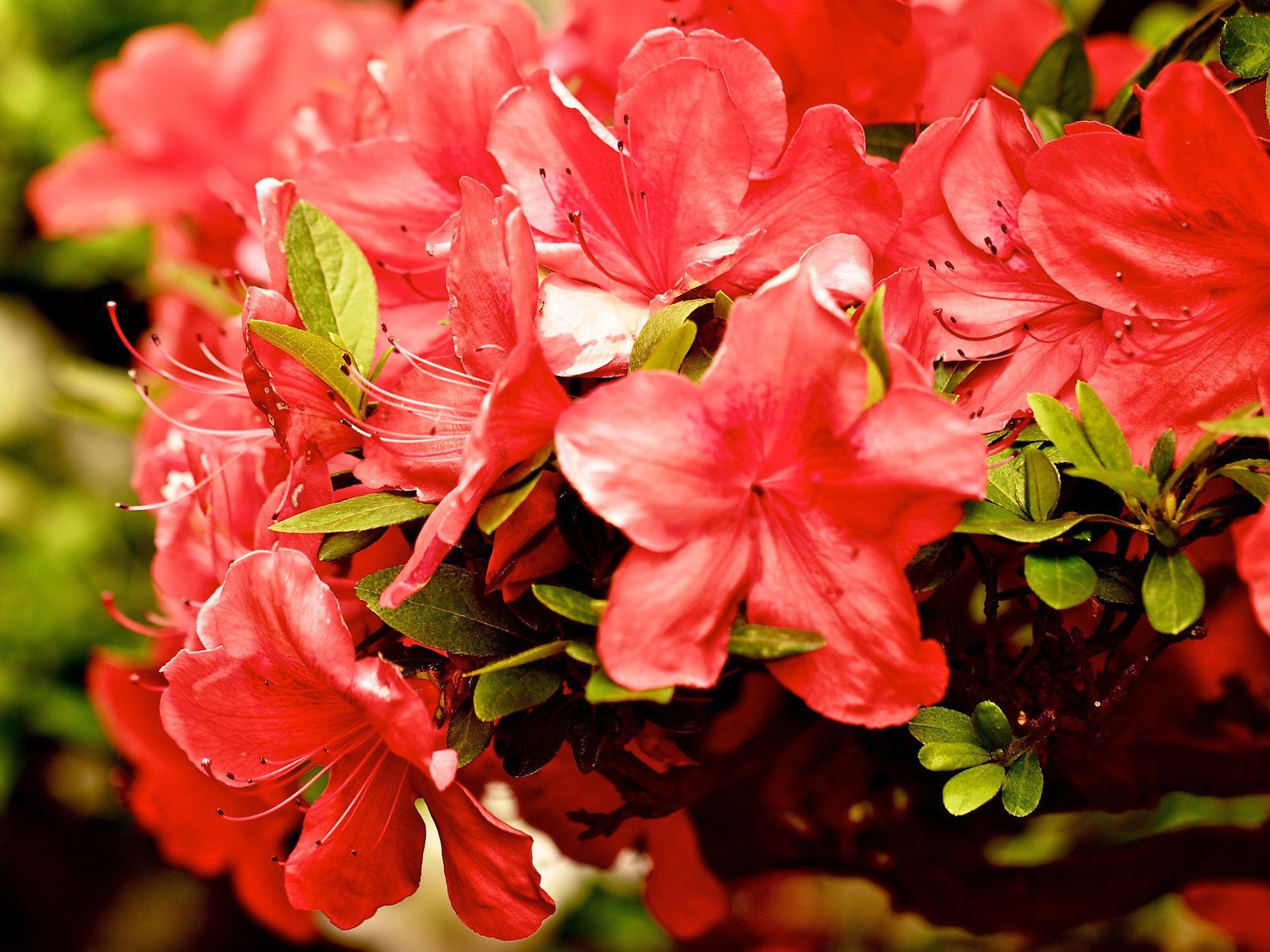 Куст красных цветов