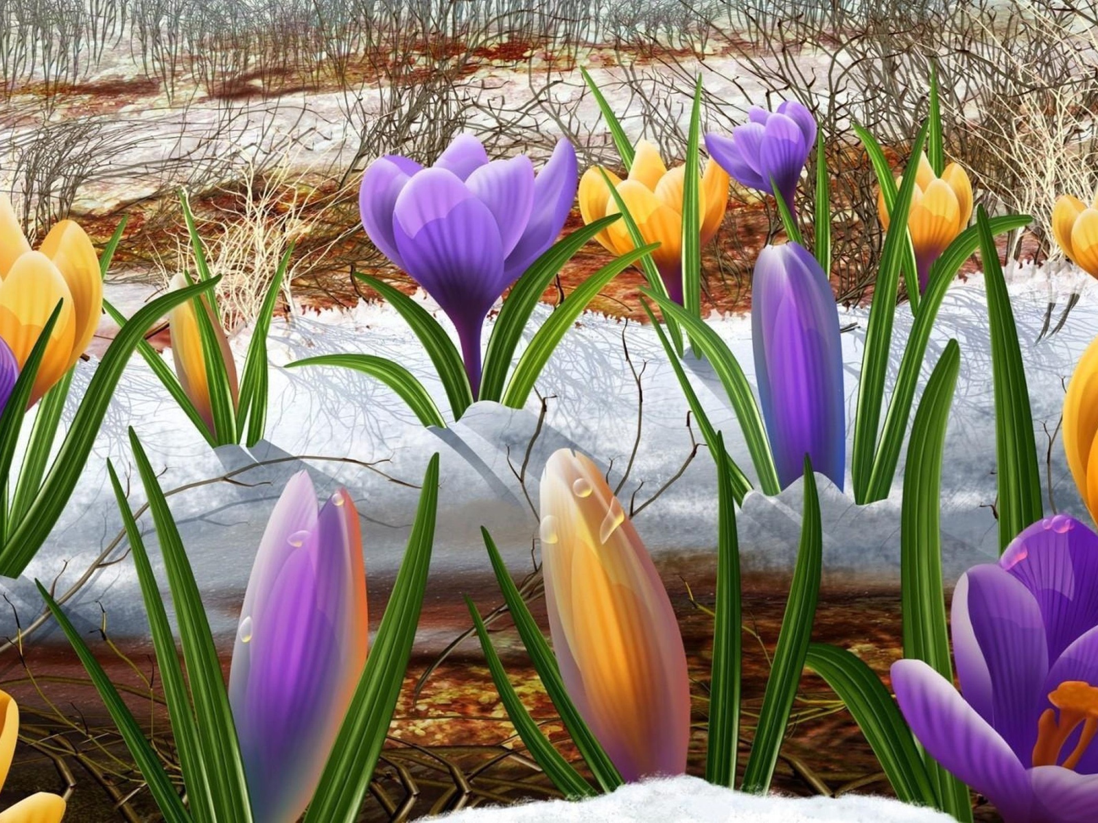 Крокусы на снегу
