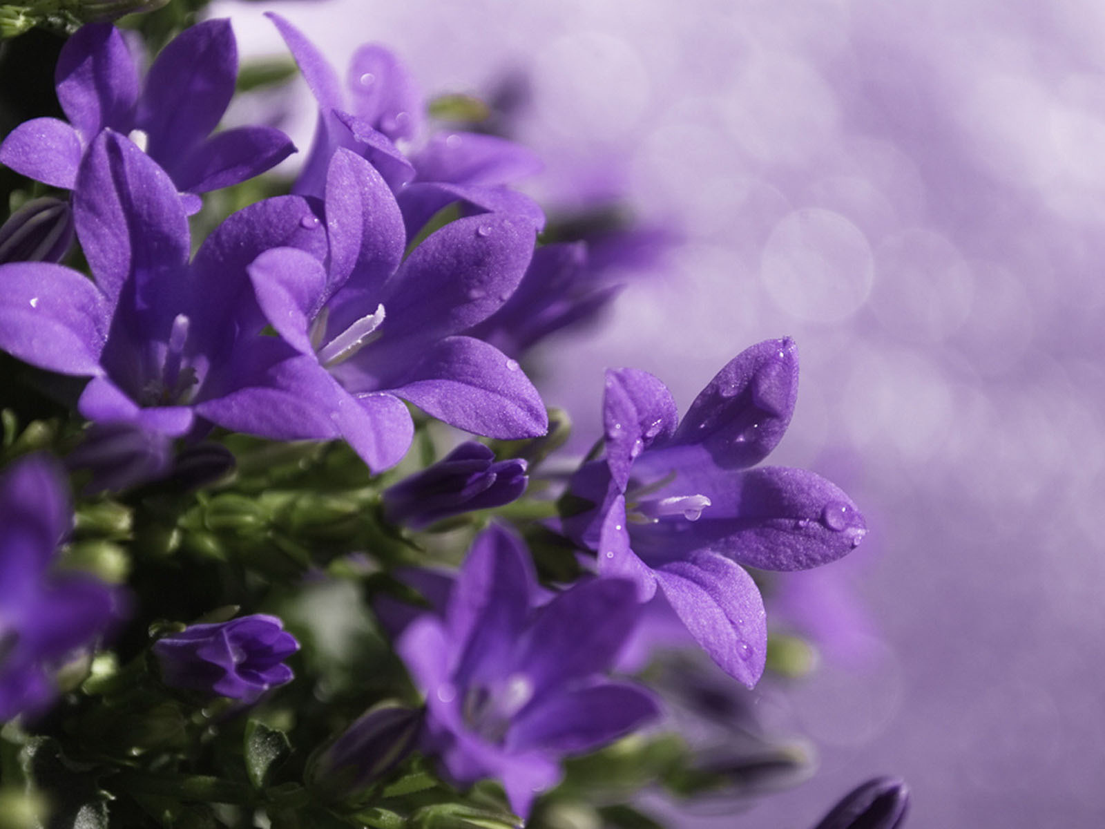 Роса на колокольчиках