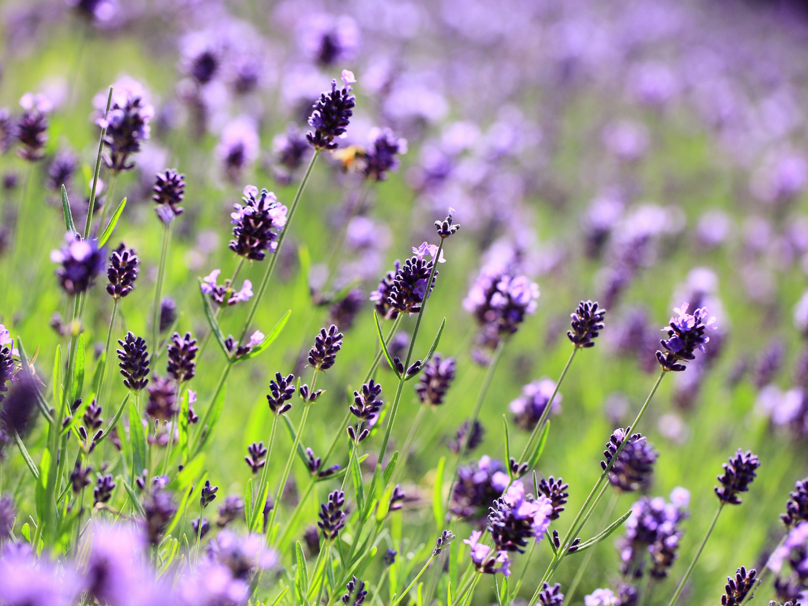 Поле лаванды