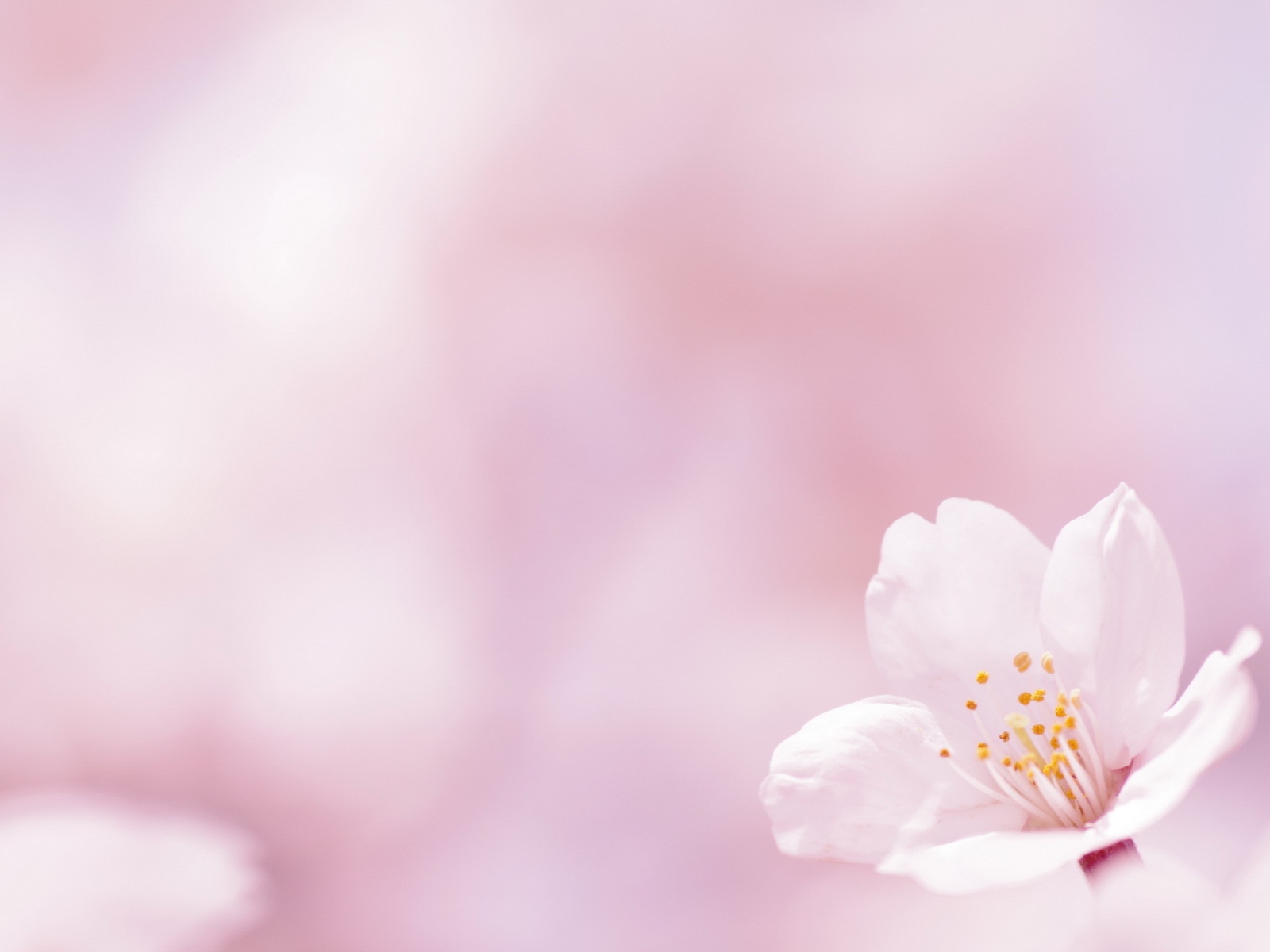 Цветок на белом фоне