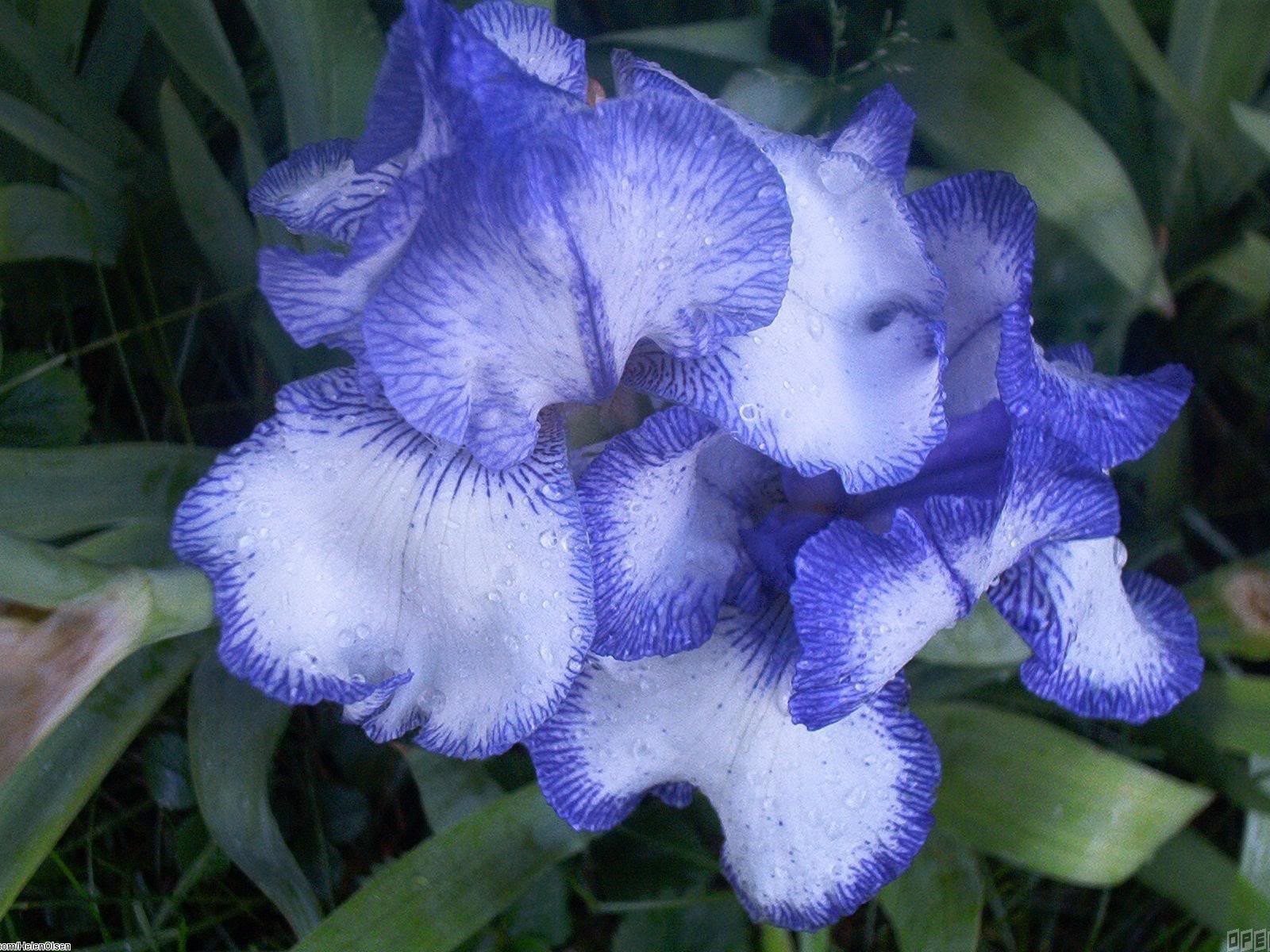 Цветы голубого ириса