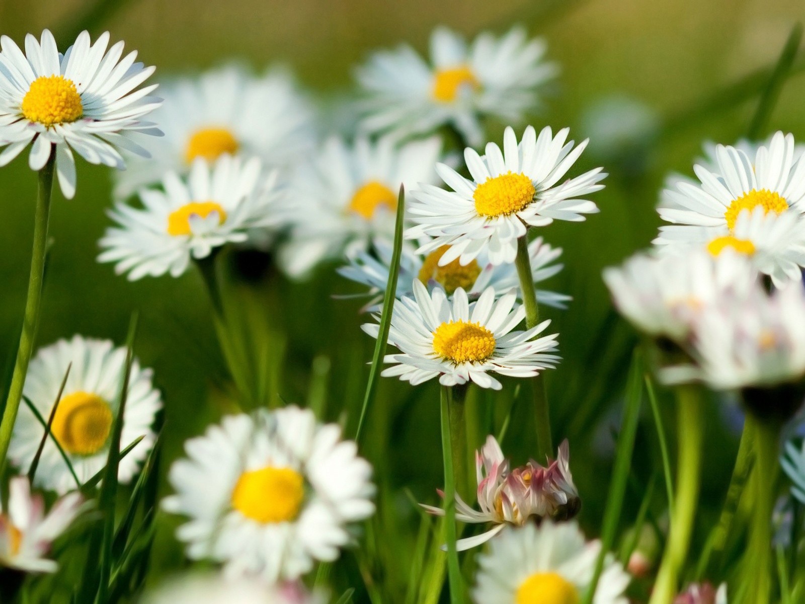 Цветы маргаритки на поляне