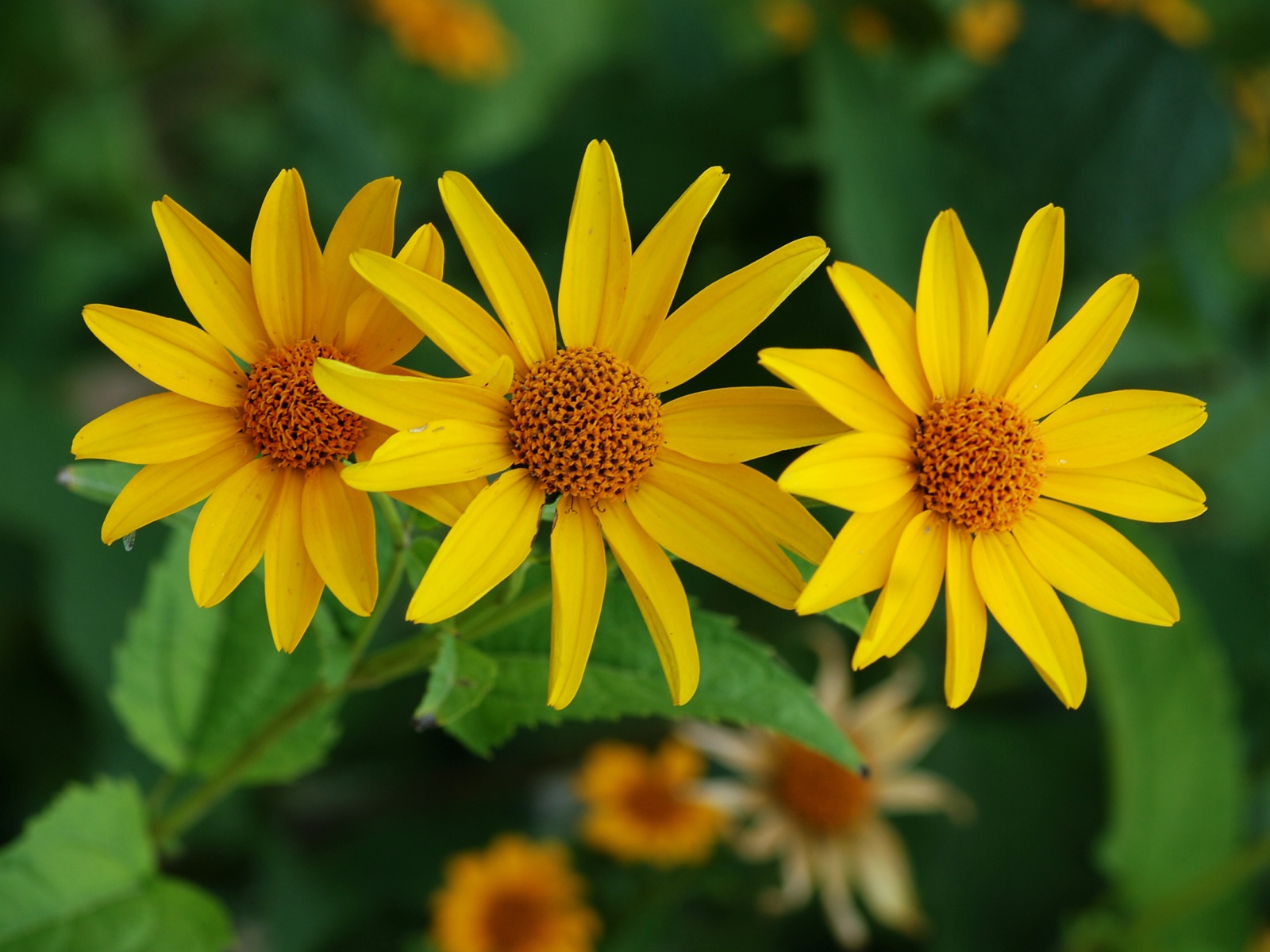 Выращивание цветов венидиум в саду