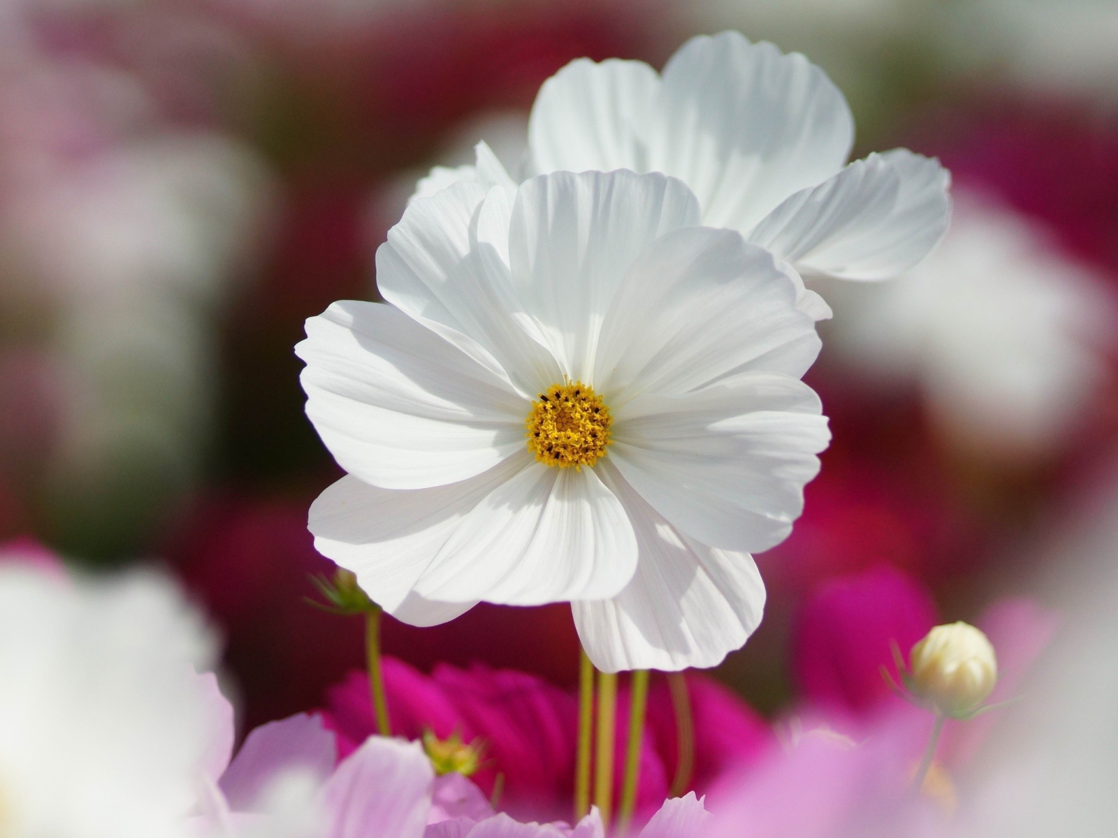 Цветы с нежными лепестками