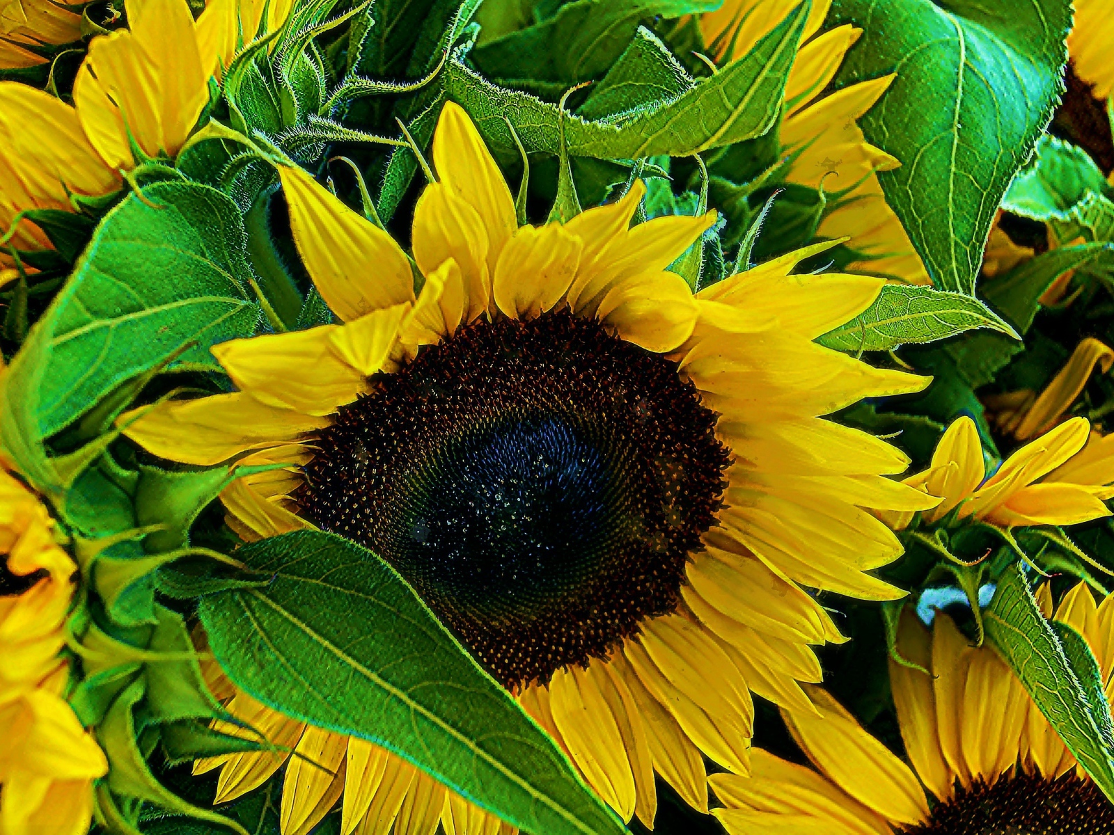 Цветы молодого подсолнуха