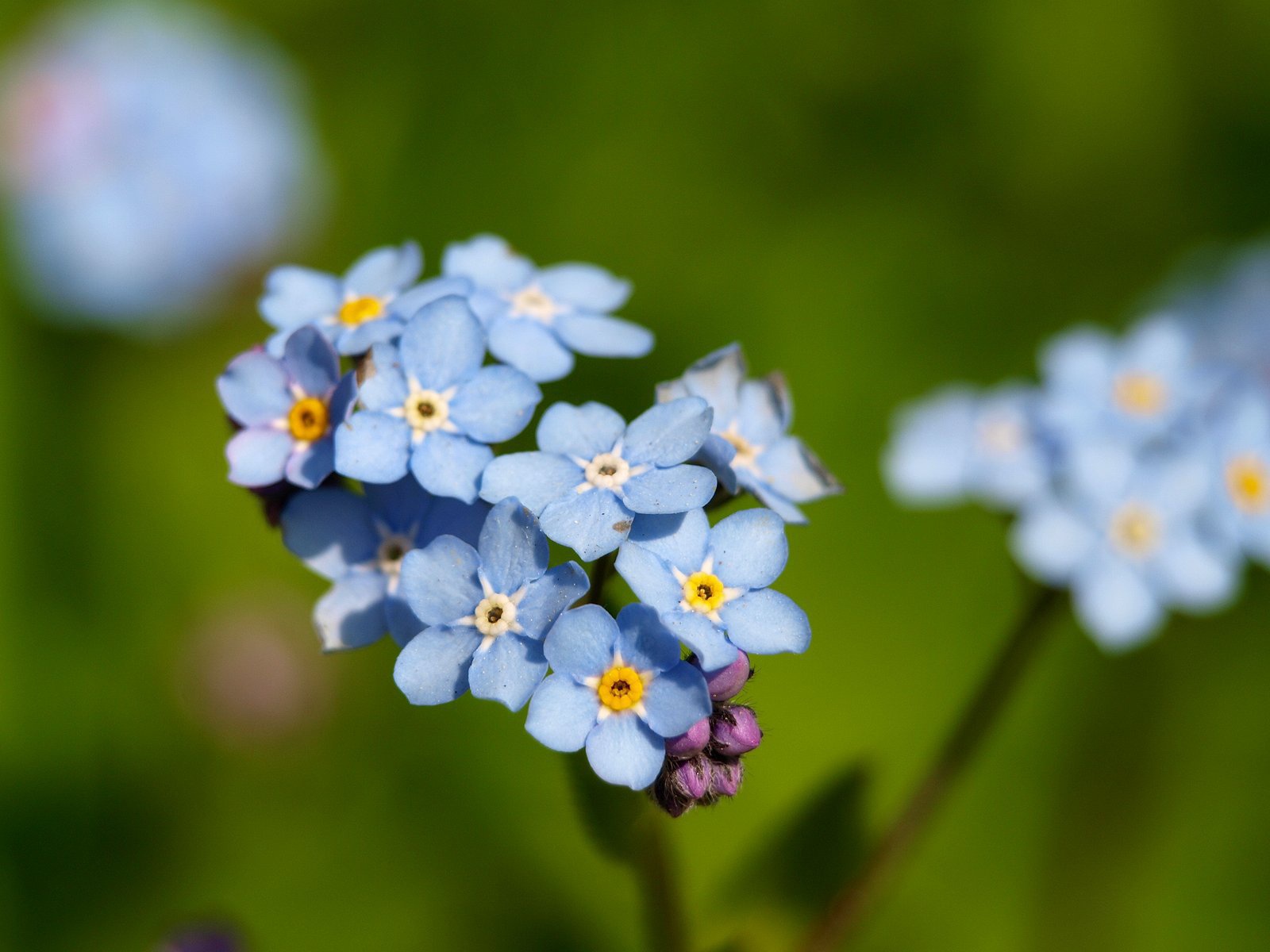 Красивые незабудки расцвели в саду