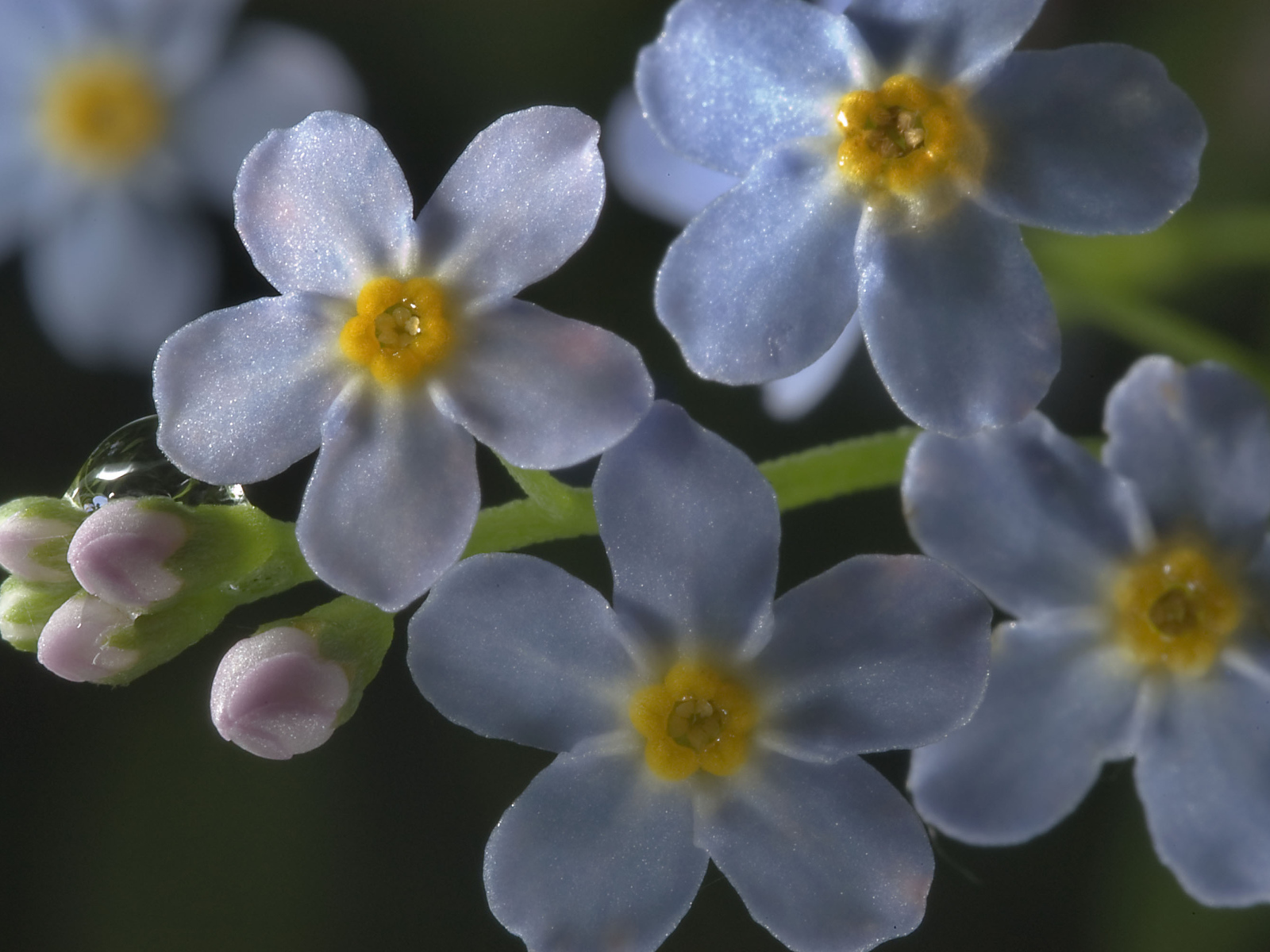 Незабудки красивые цветы