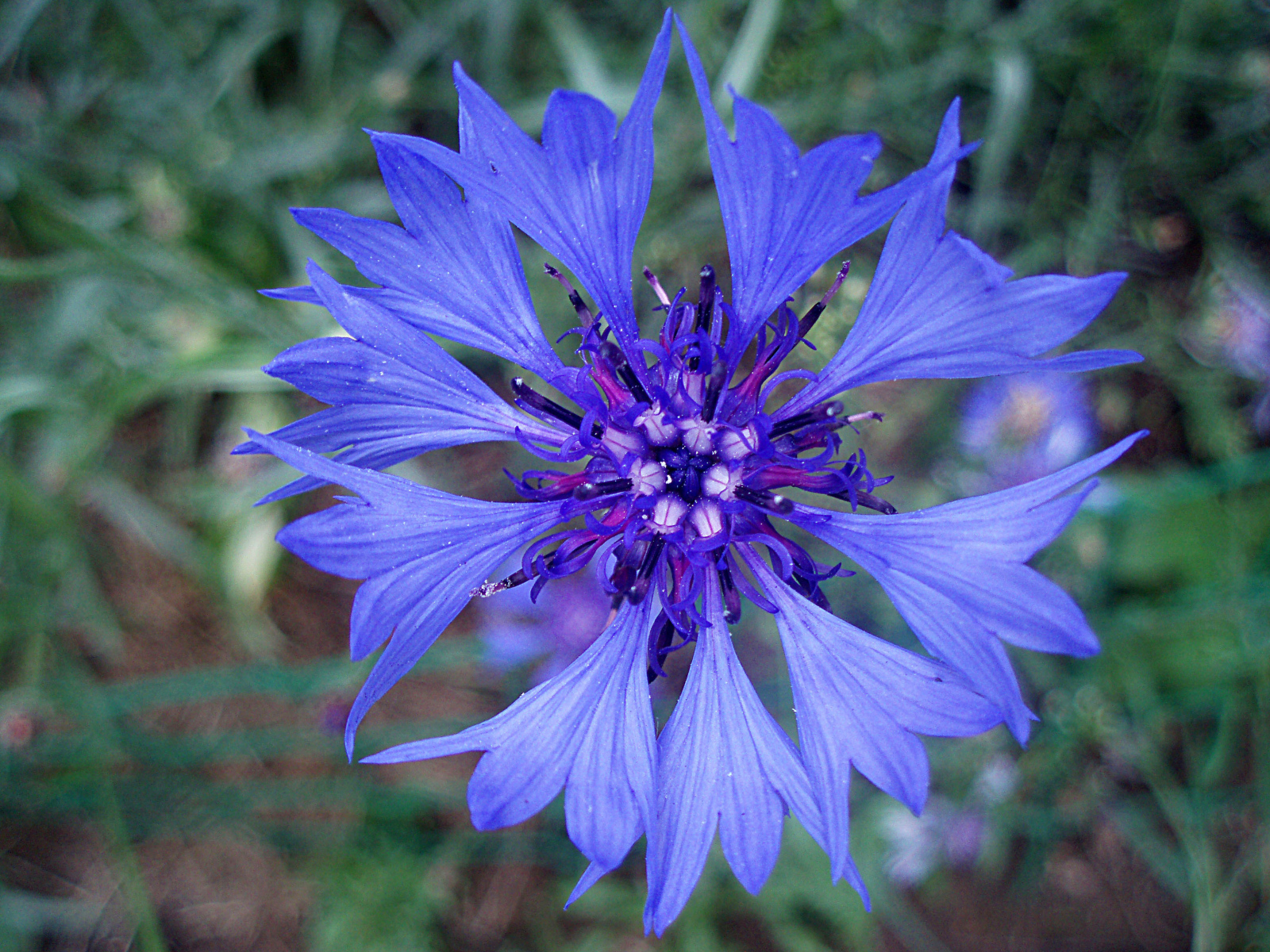 Садовые цветы васильки на дачном участке