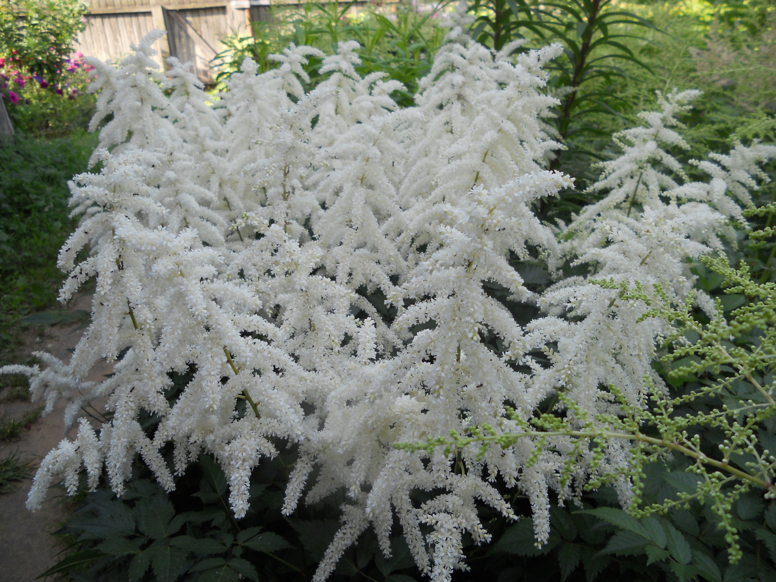 Садовые цветы астильба на дачном участке