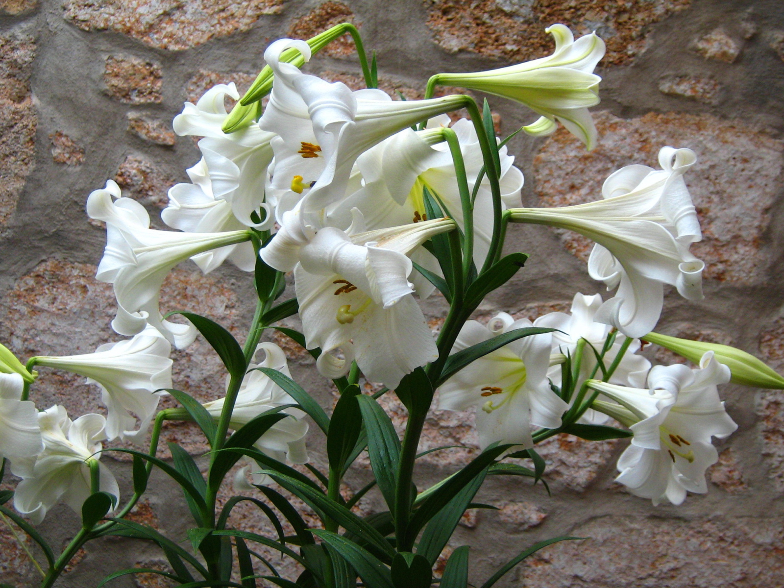 Садовые цветы лилия на дачном участке