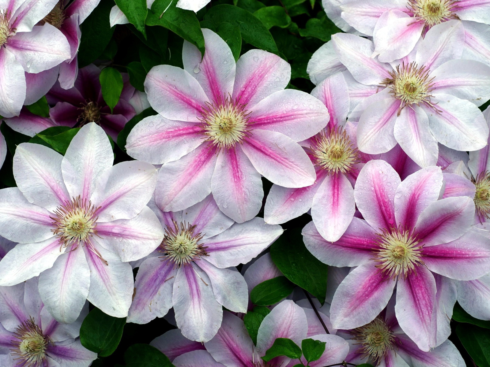 Садовые цветы клематис на дачном участке