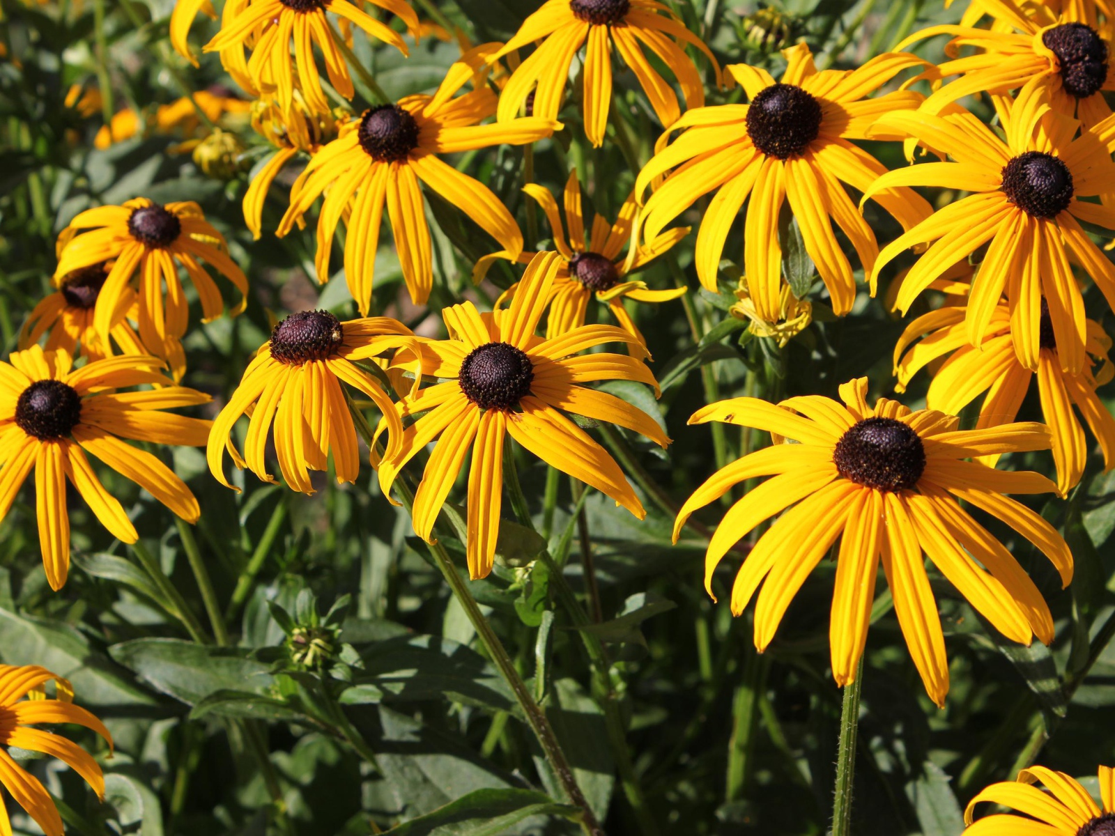 Садовые цветы рудбекия на дачном участке