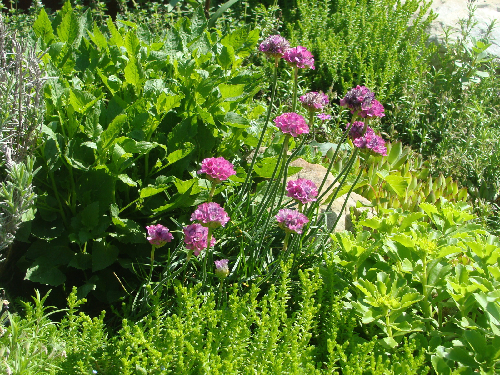 Садовые цветы армерия на дачном участке