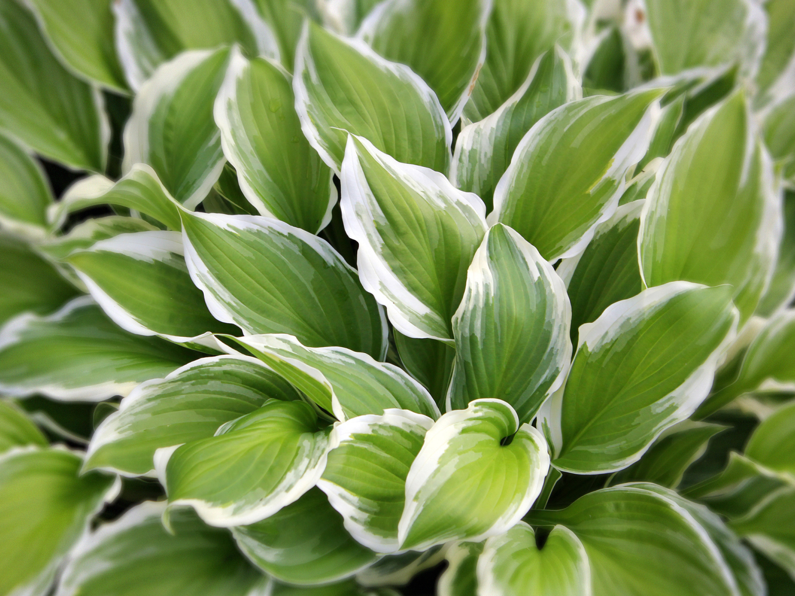 Садовое растение хоста на дачном участке