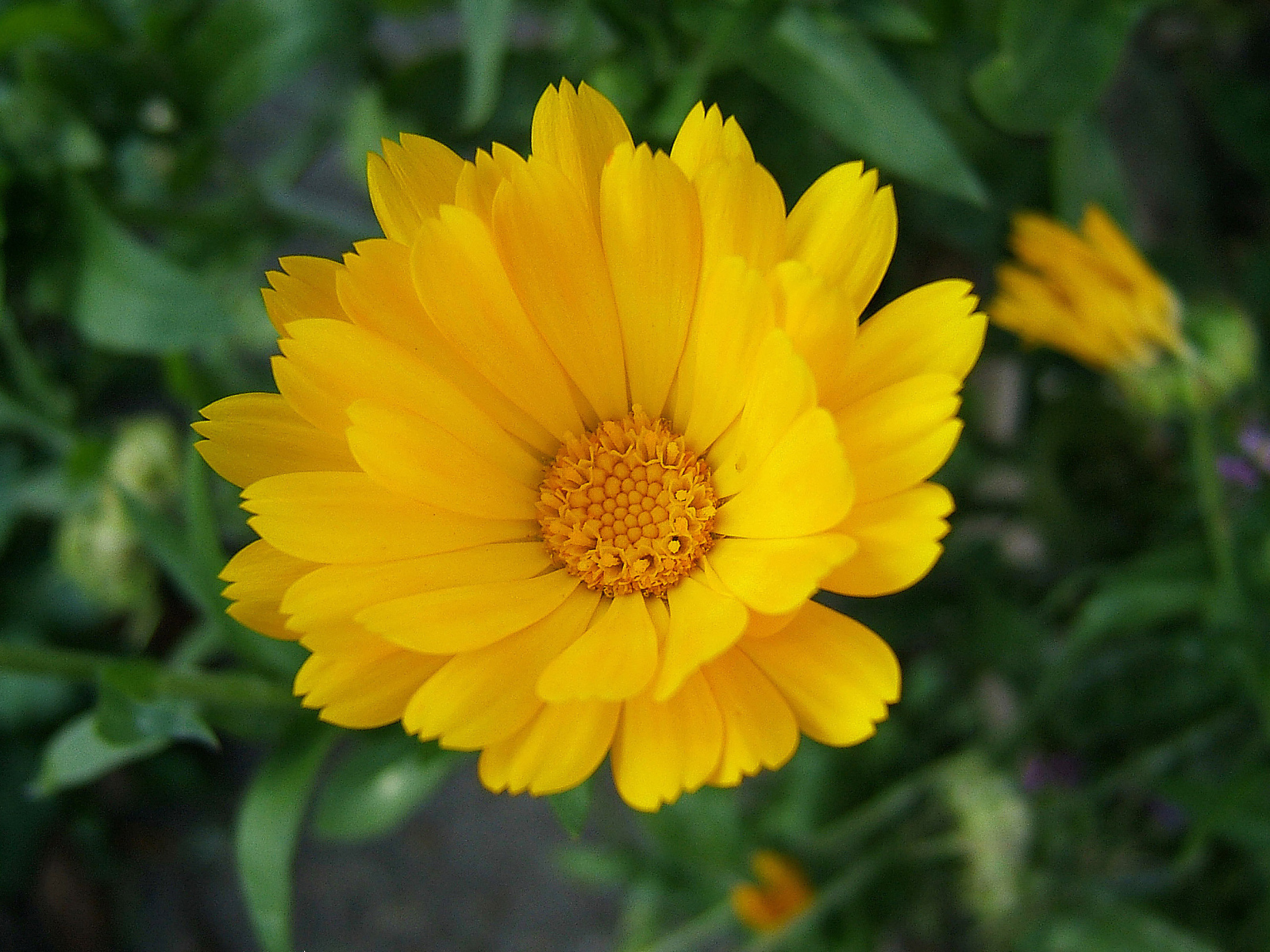 Выращивание цветов календулы в саду