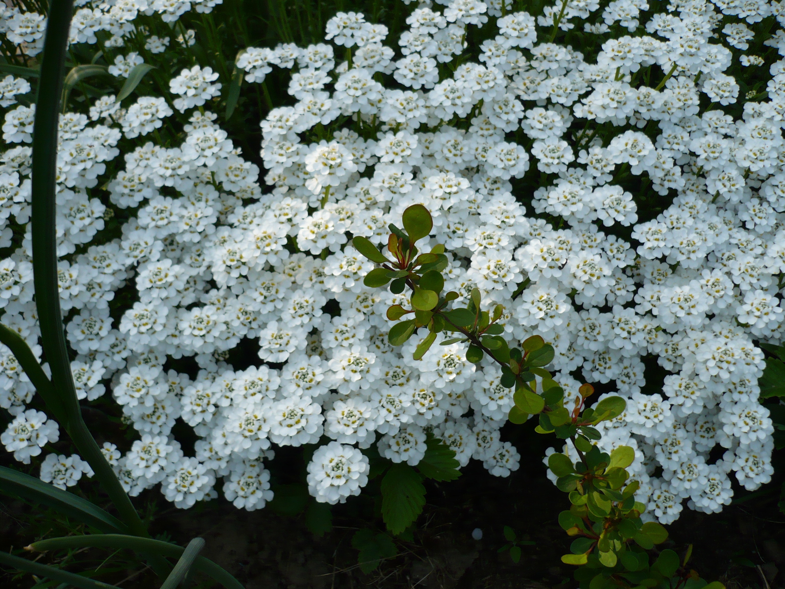 Красивый иберис в саду