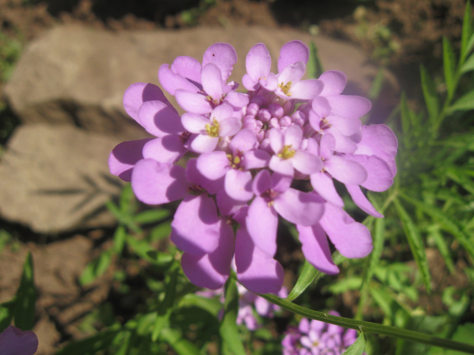 Выращивание цветов иберис в саду
