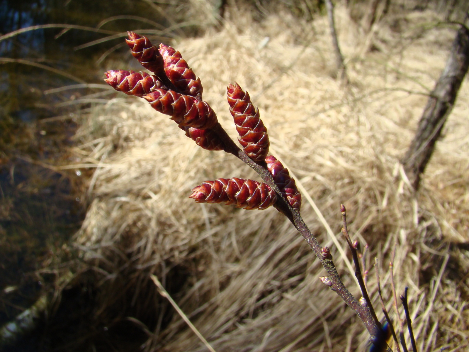 На поляне растение восковник