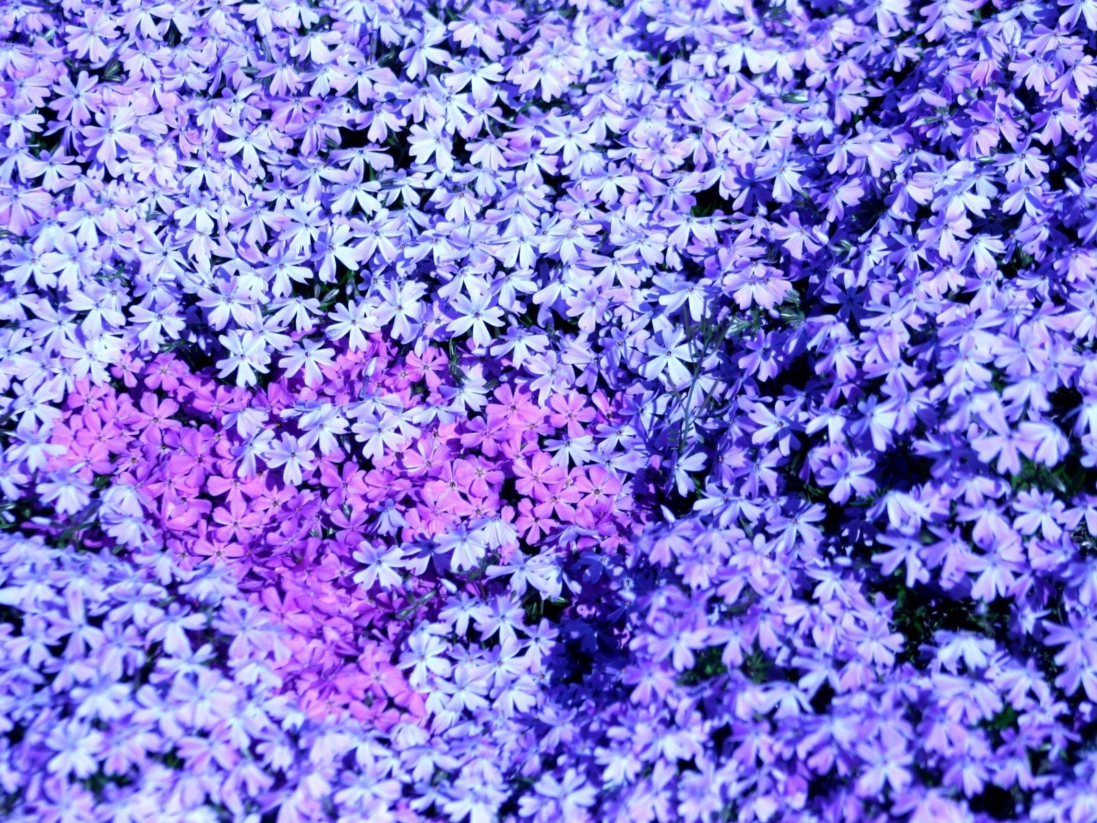 В лесу красивые цветы флокс