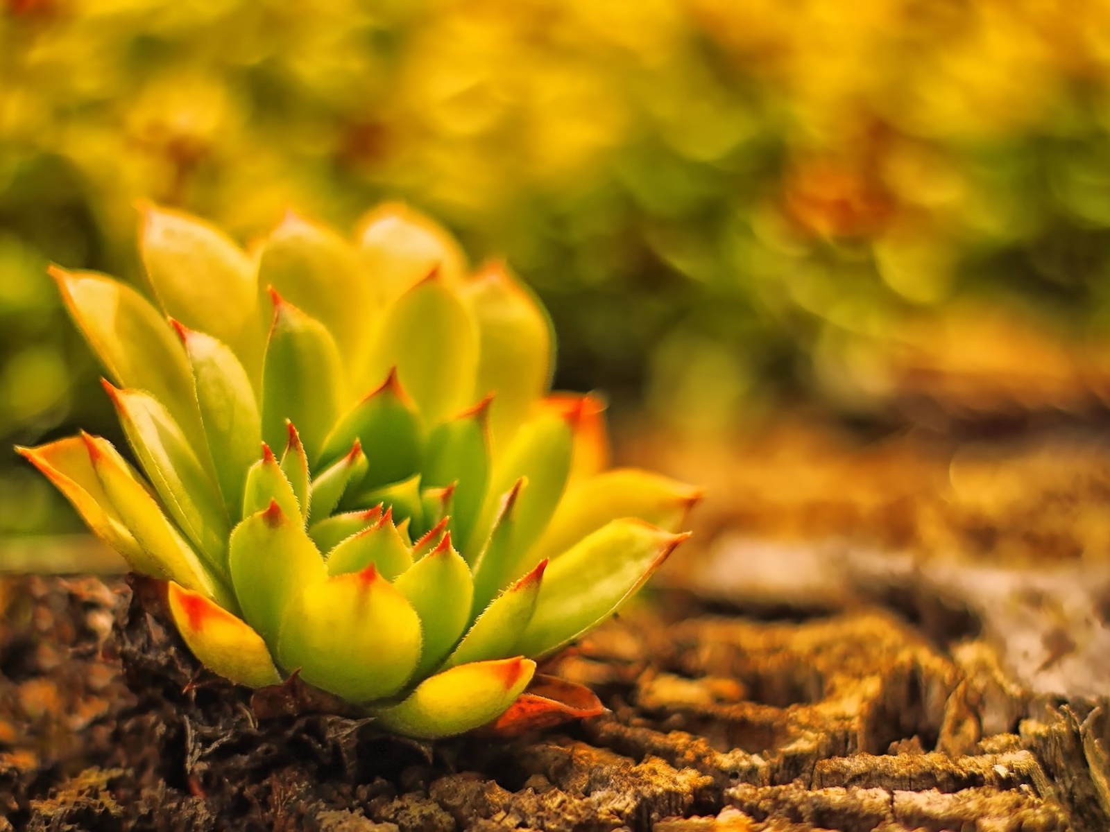 В лесу красивое растение молодило 