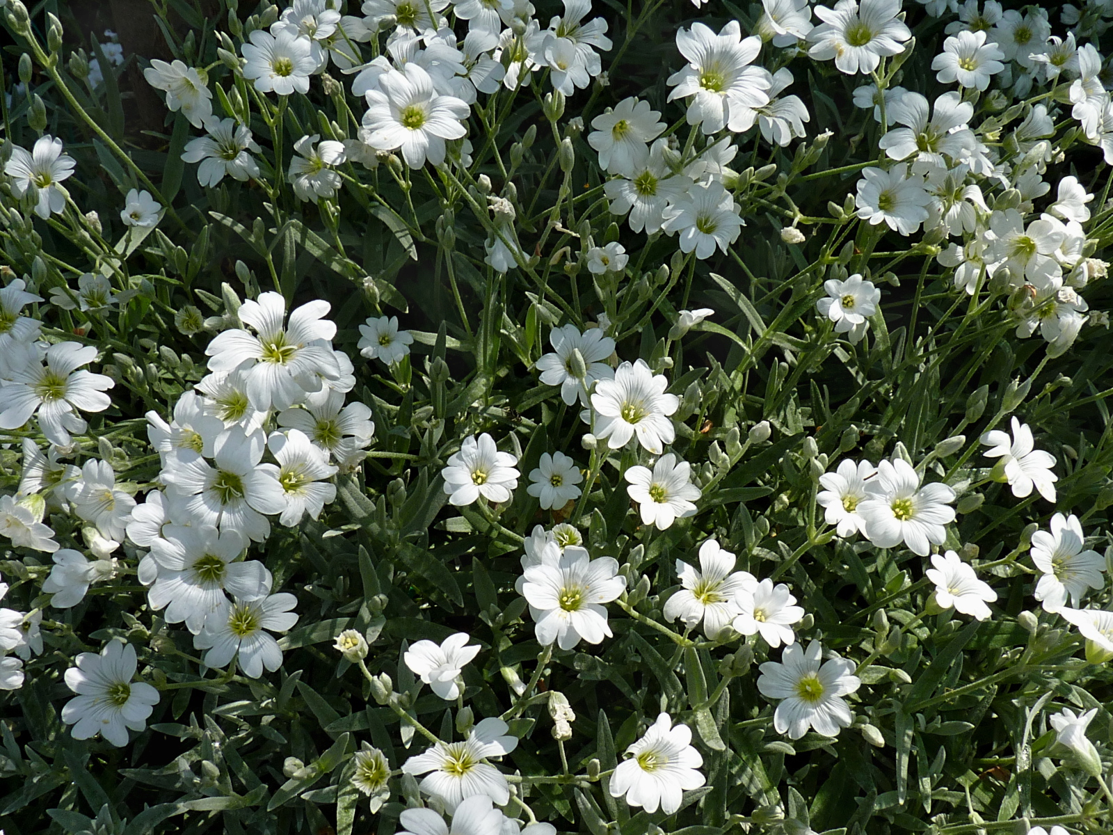 В лесу растение резуха