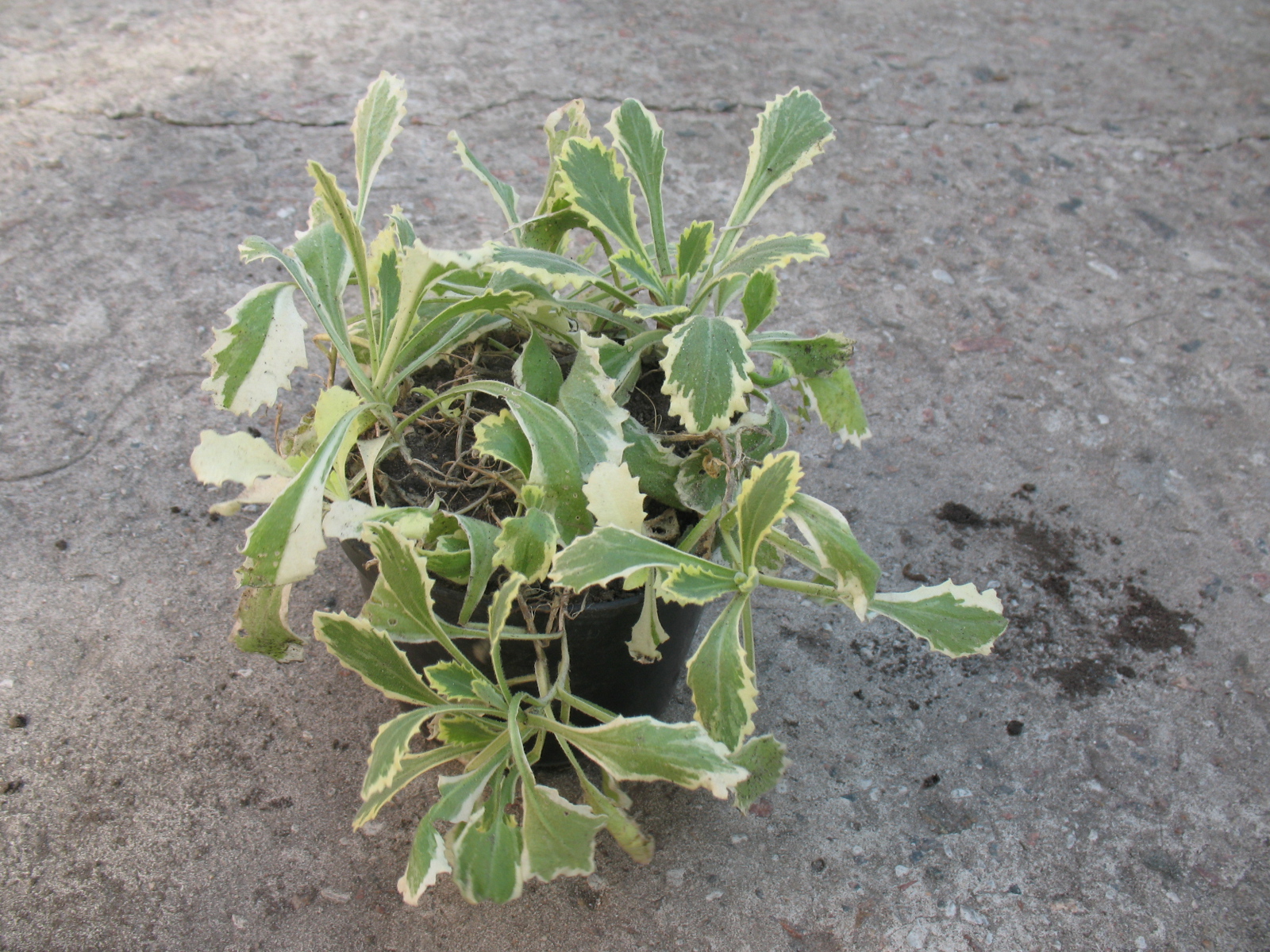 В огороде выросла резуха