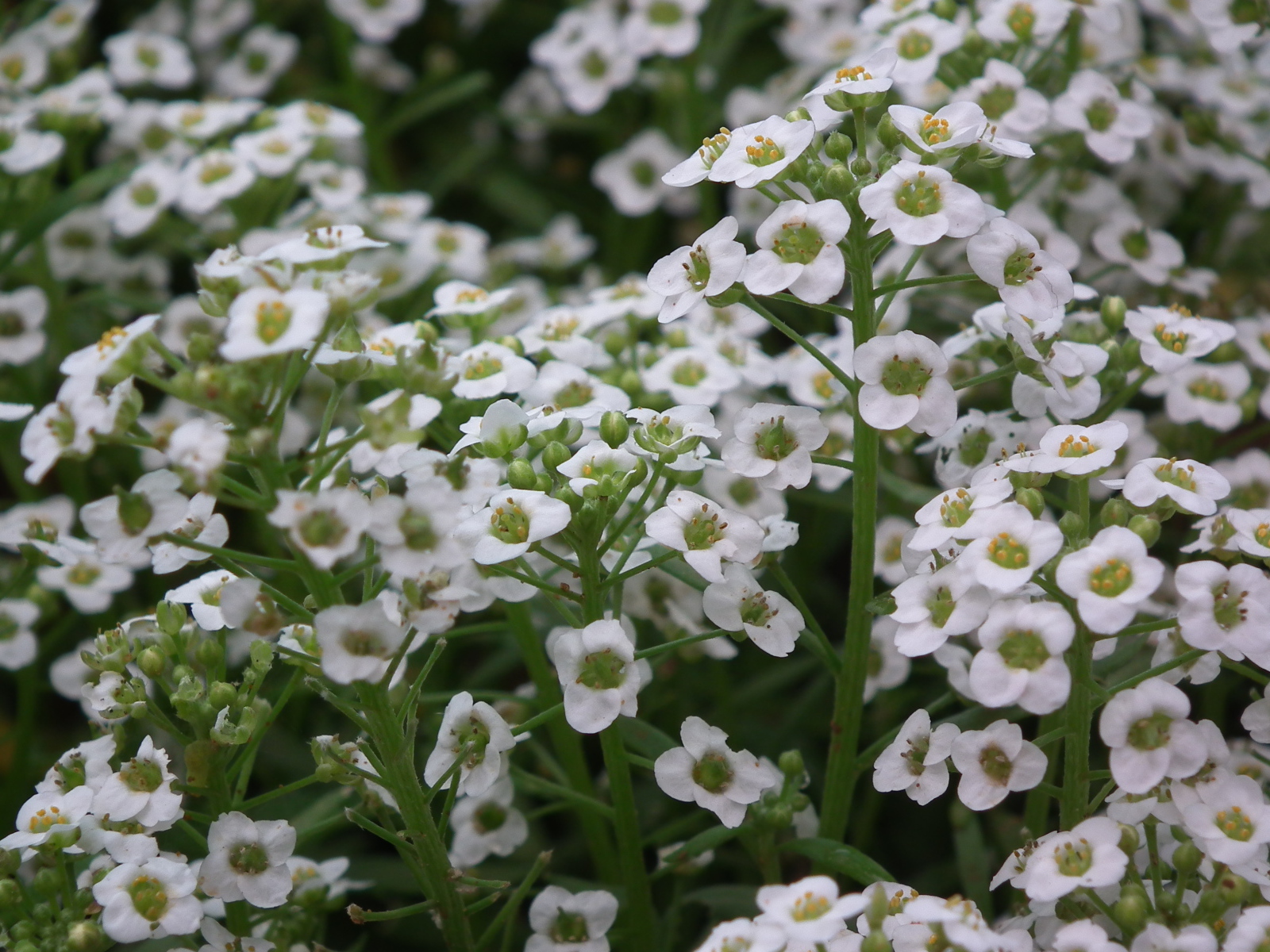 В саду красивые цветы алиссум