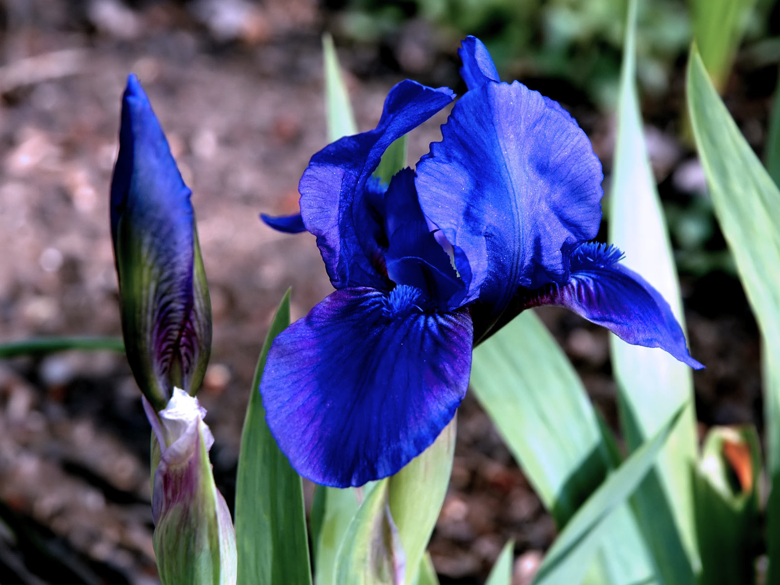 Ирисы в саду