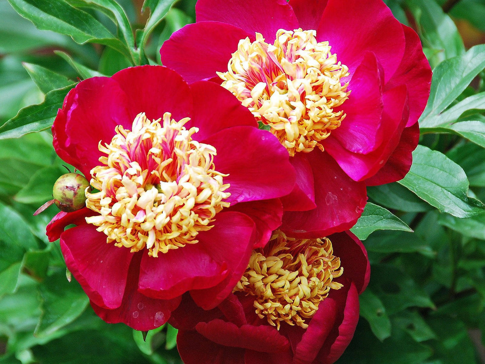 Большие цветы с красными лепестками