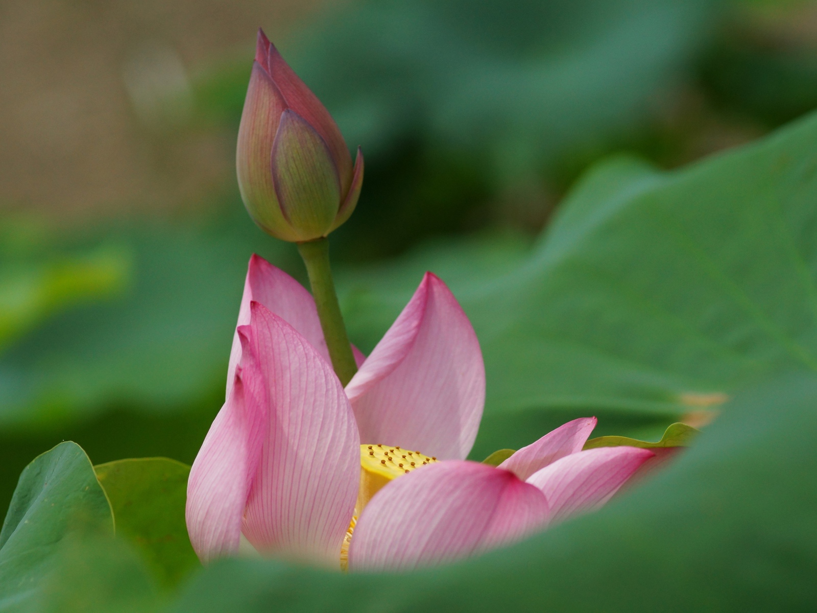 Бутон лилии