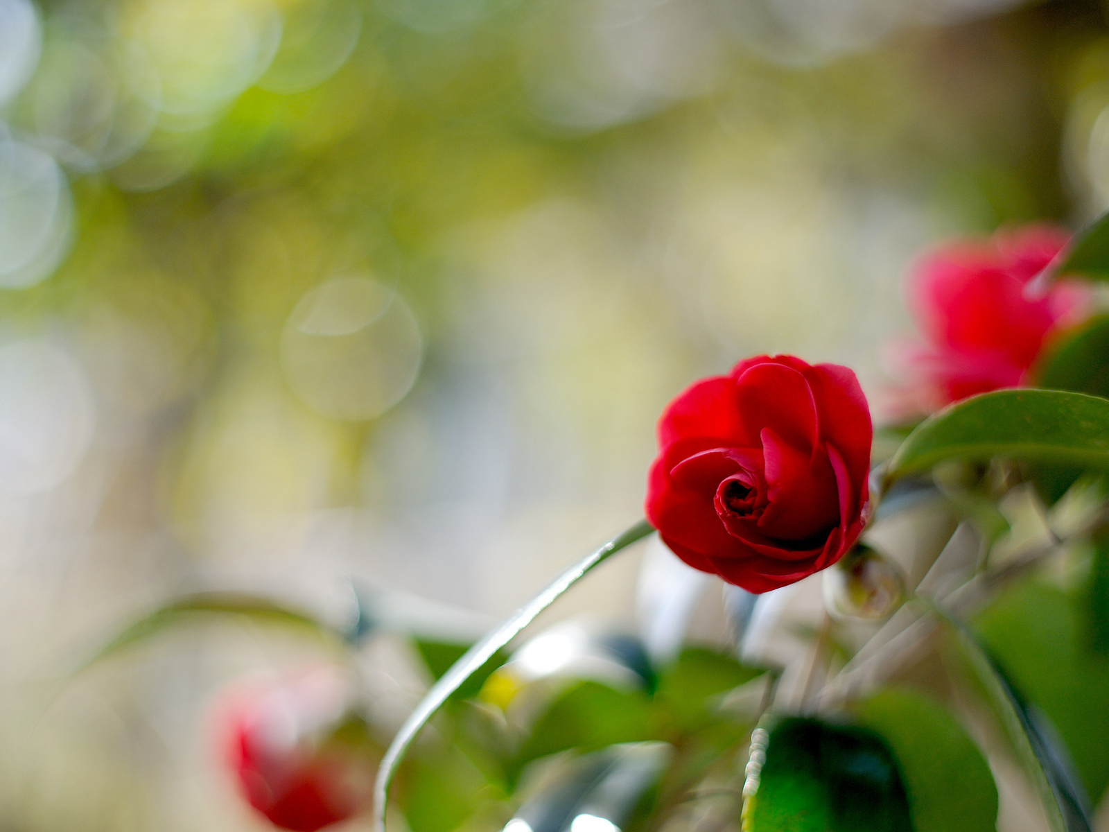 Одинокий цветок камелии