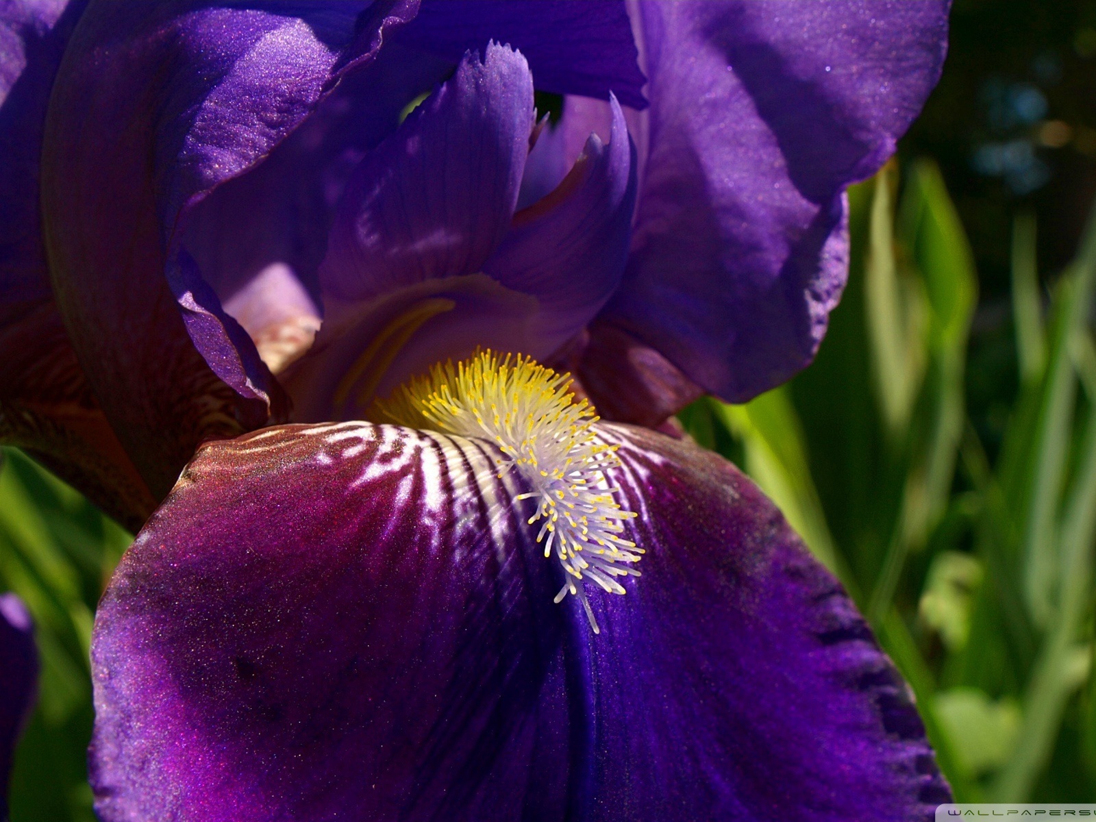 Утренний цветок ирис