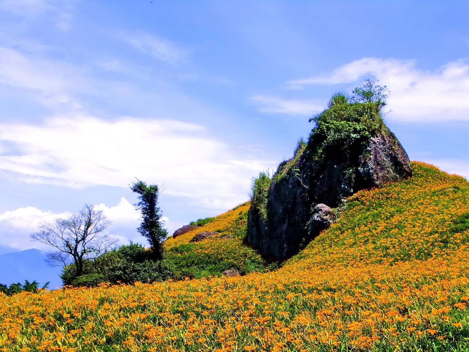 Гора в оранжевых цветах