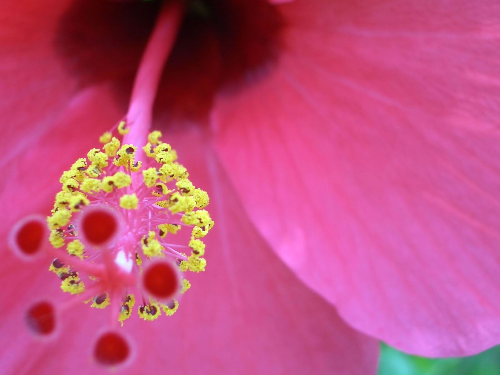 Хороший цветок