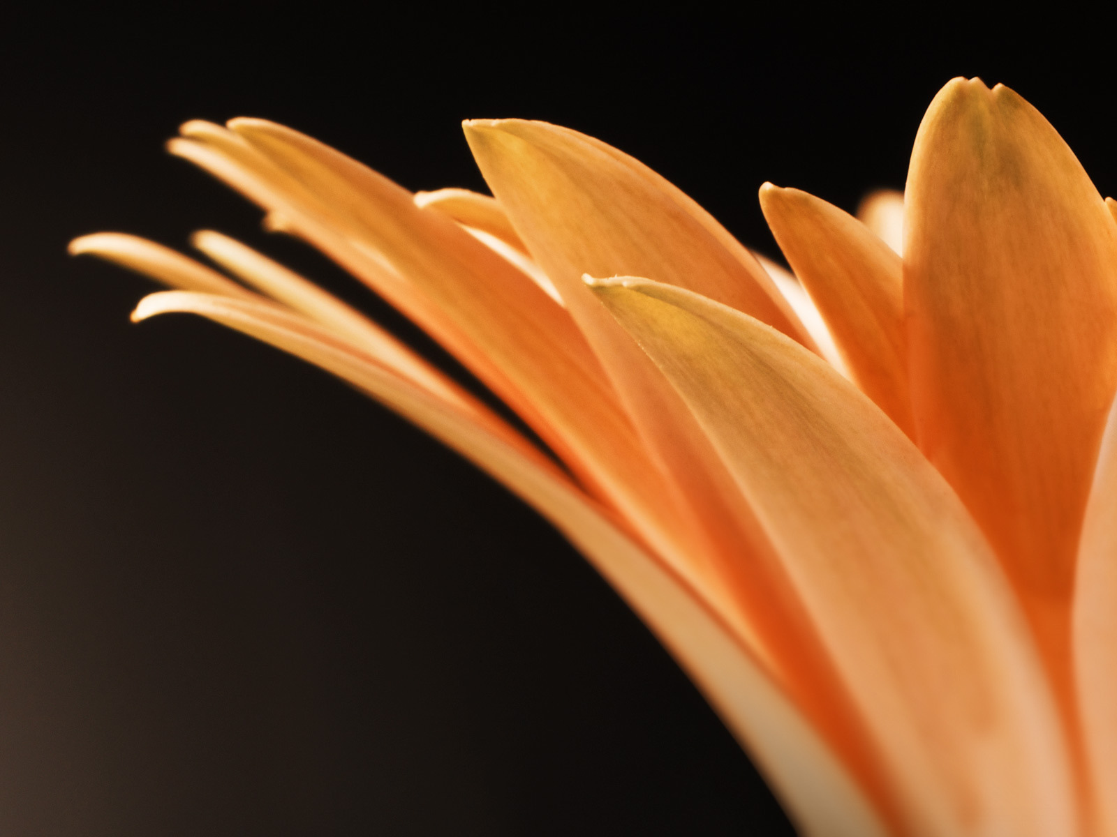 Оранжевые лепестки цветка