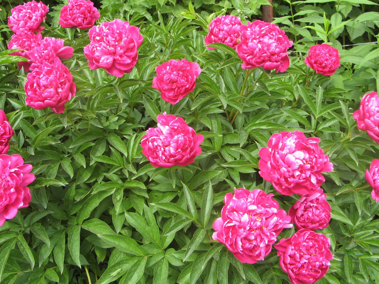 Цветы пионы в моем саду
