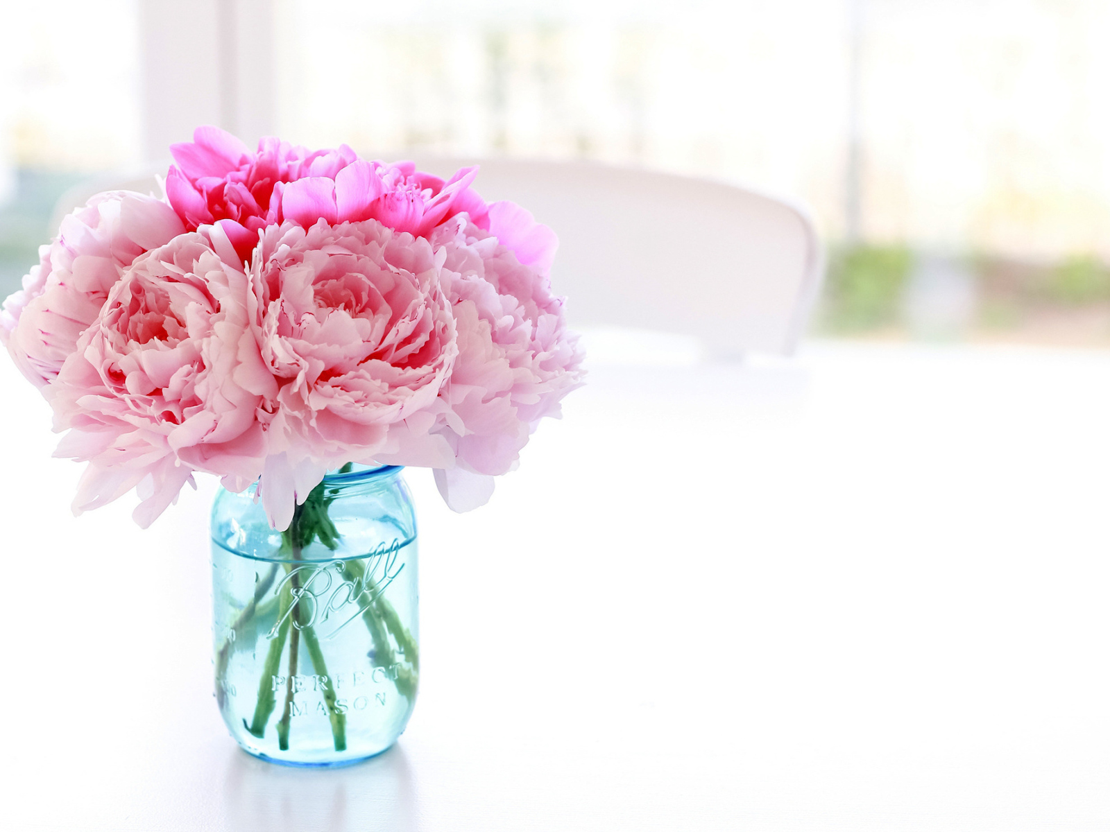 Цветы пионы в банке