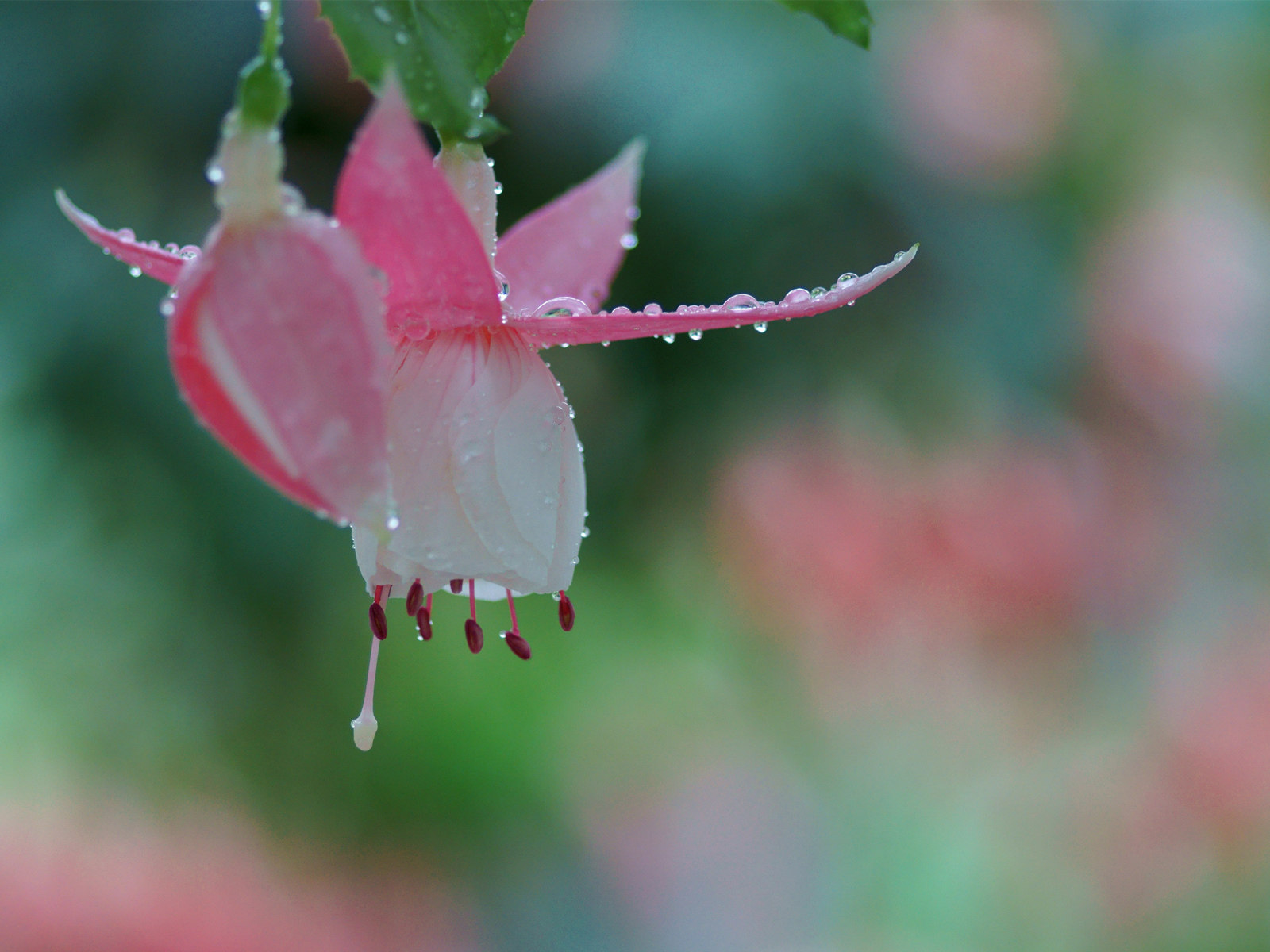 Розовый цветок