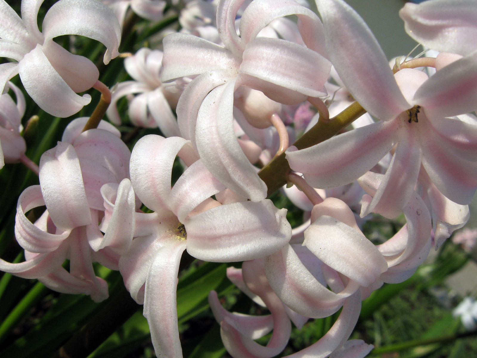 Розовый гиацинт на поляне