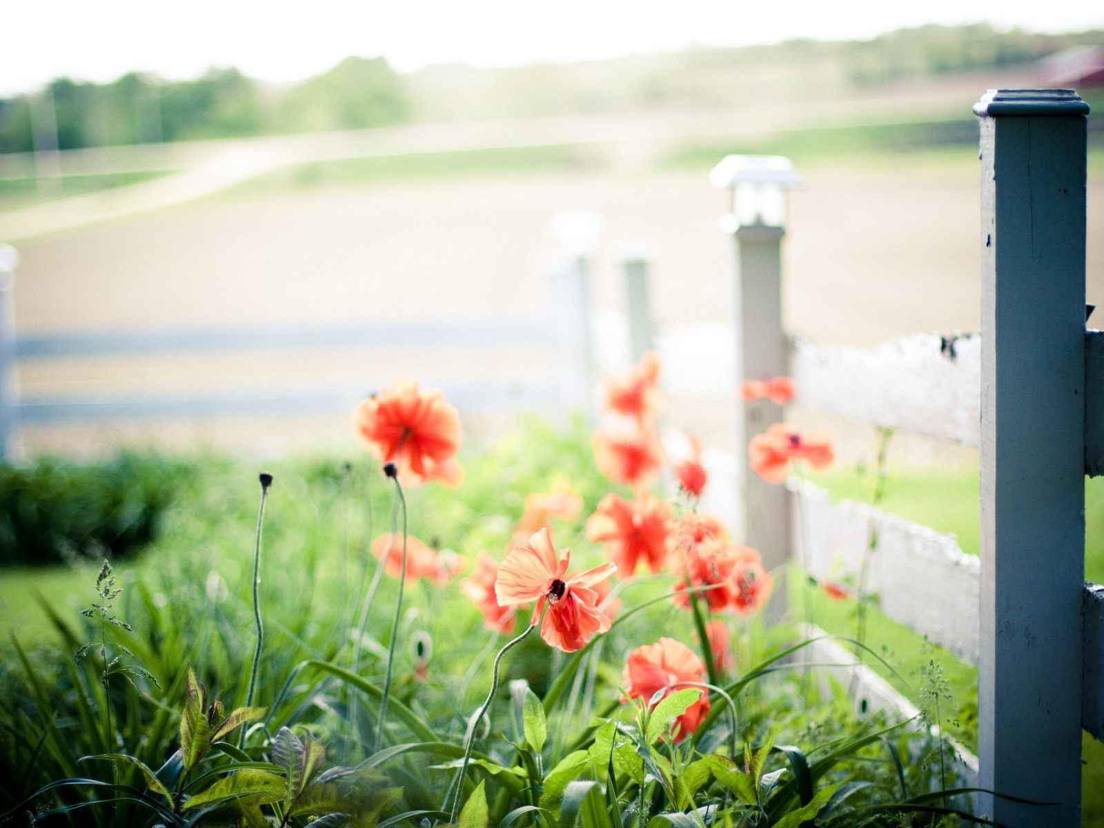 Маки у забора