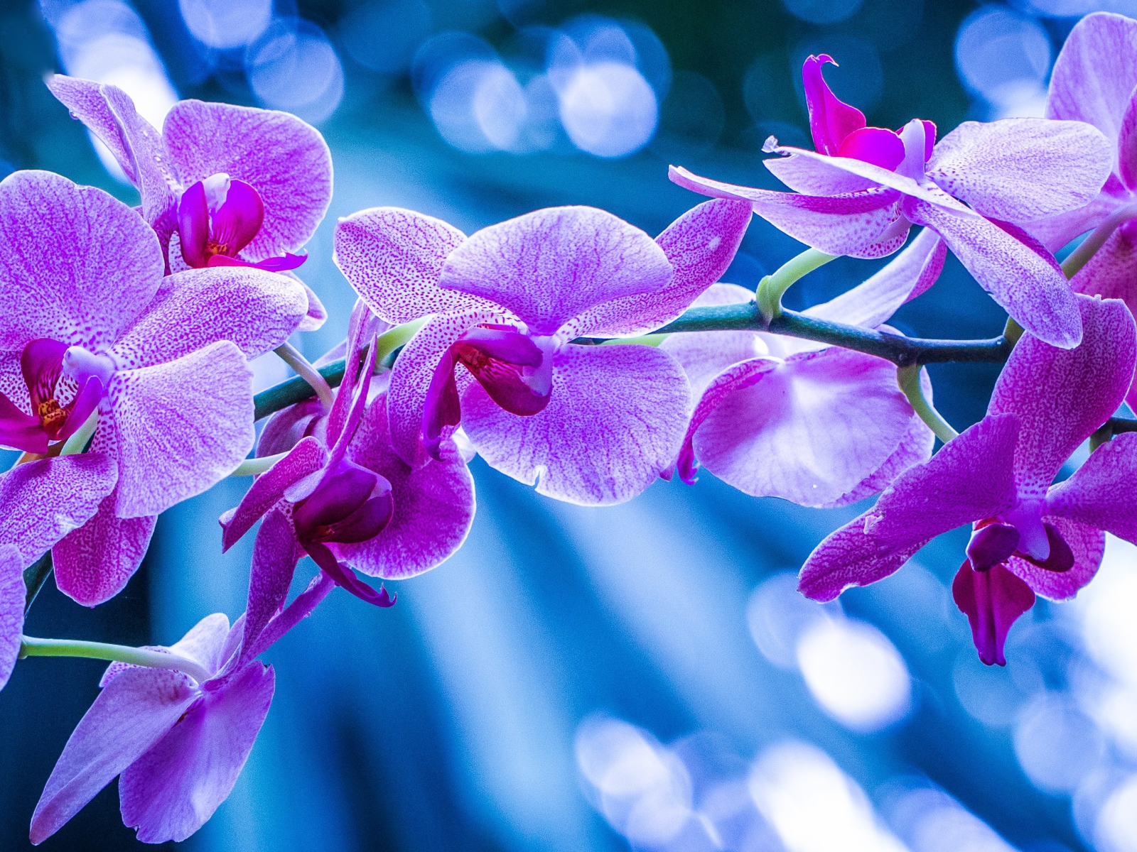 Фиолетовые цветы орхидеи