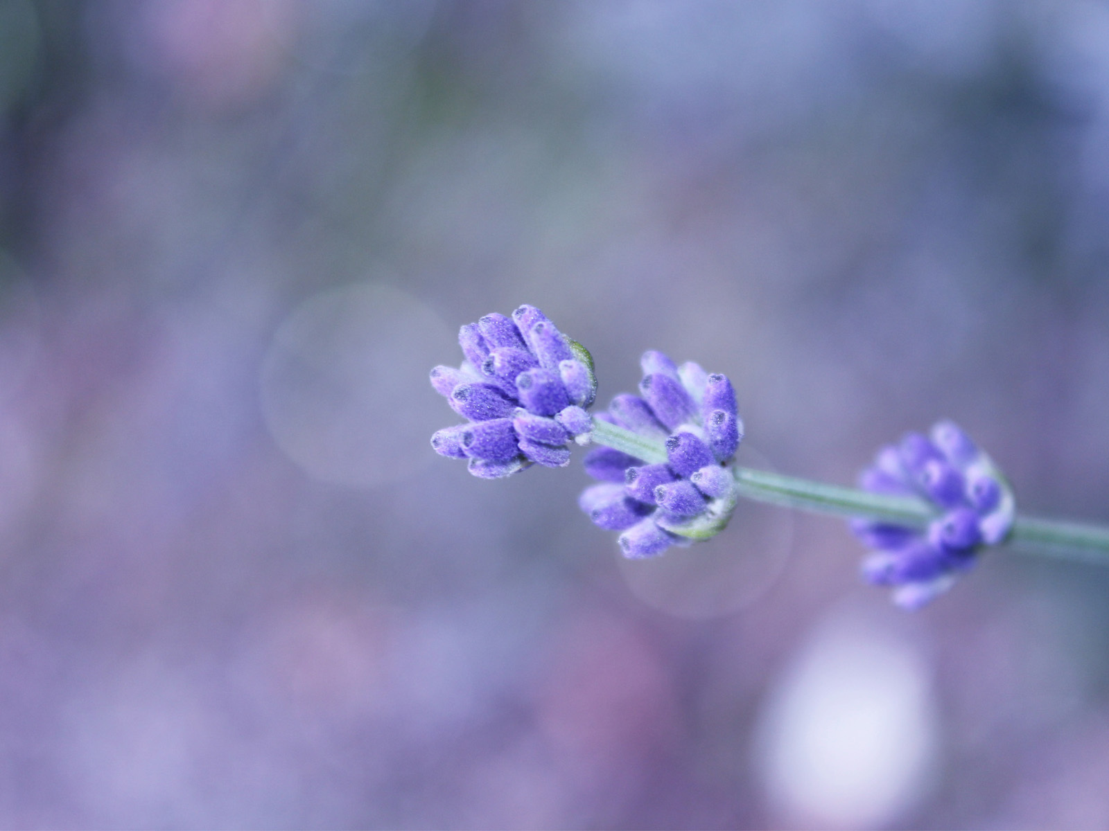 Сиреневый полевой цветок