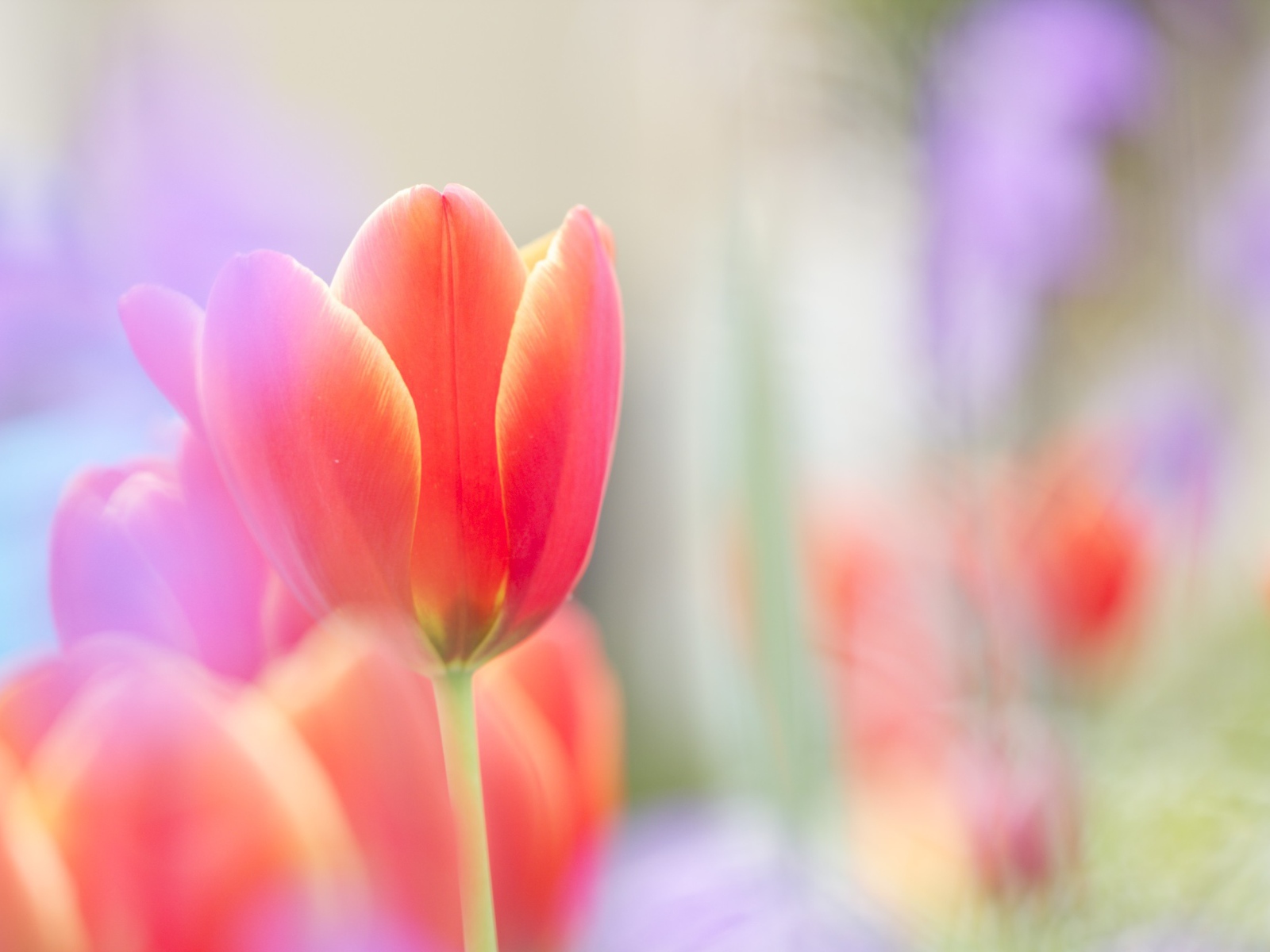 Красный тюльпан