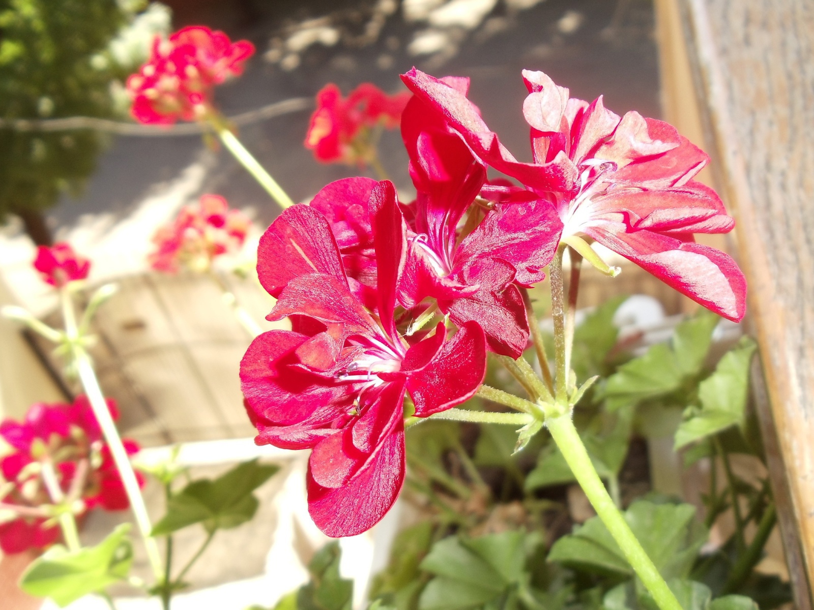 Красные блестящие цветы